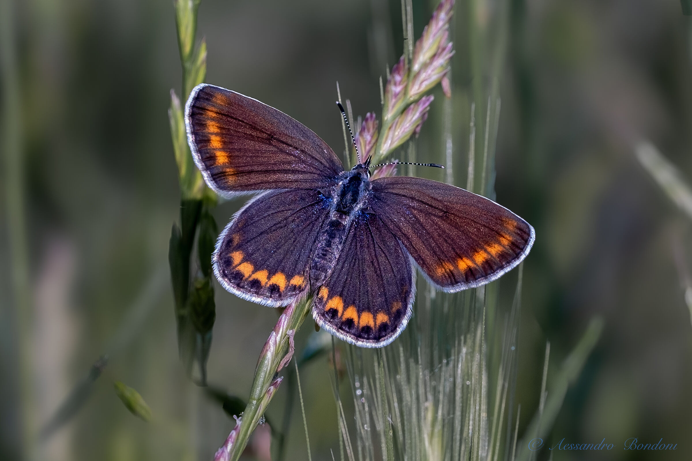 Plebejus Argyrognomon