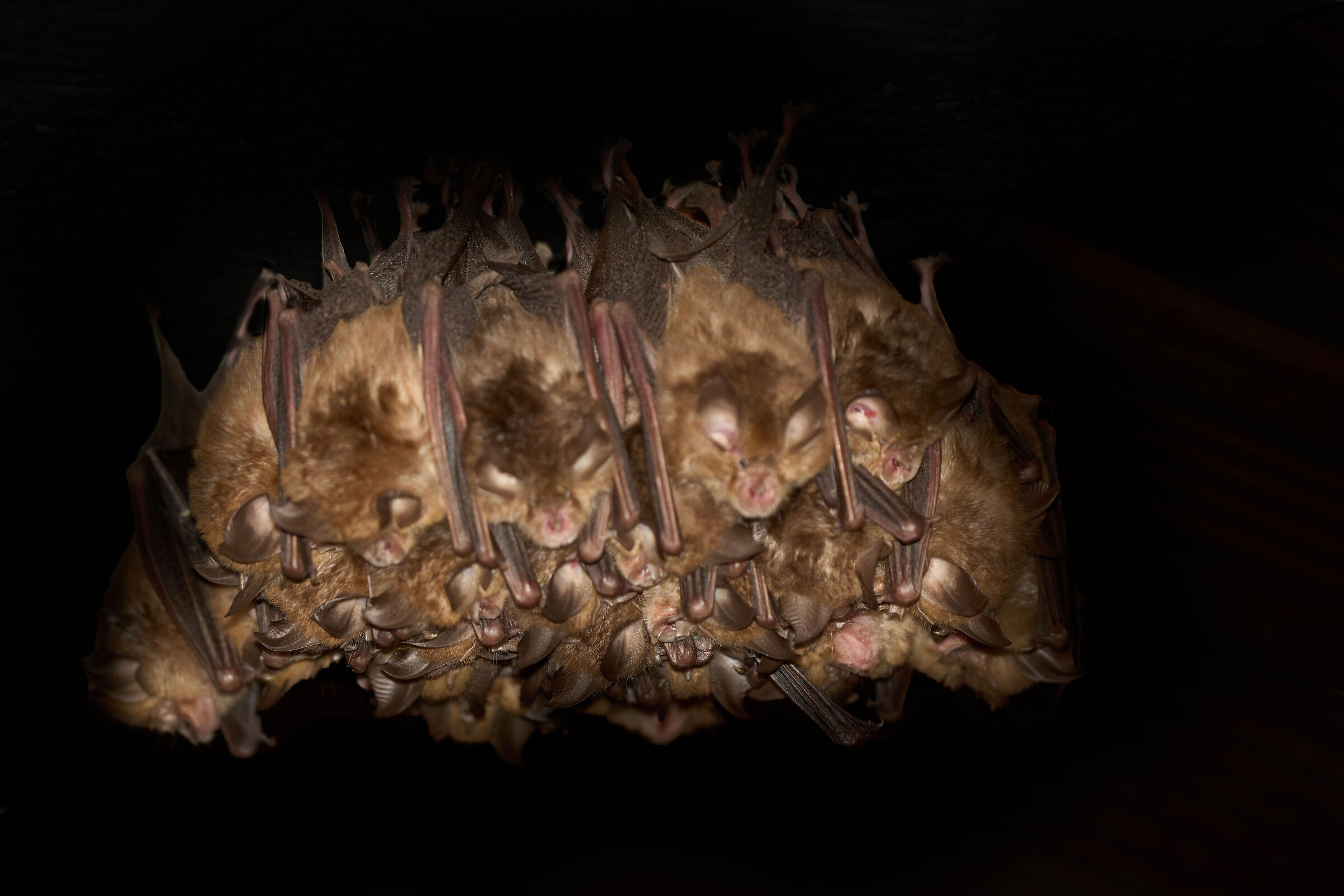 Bats