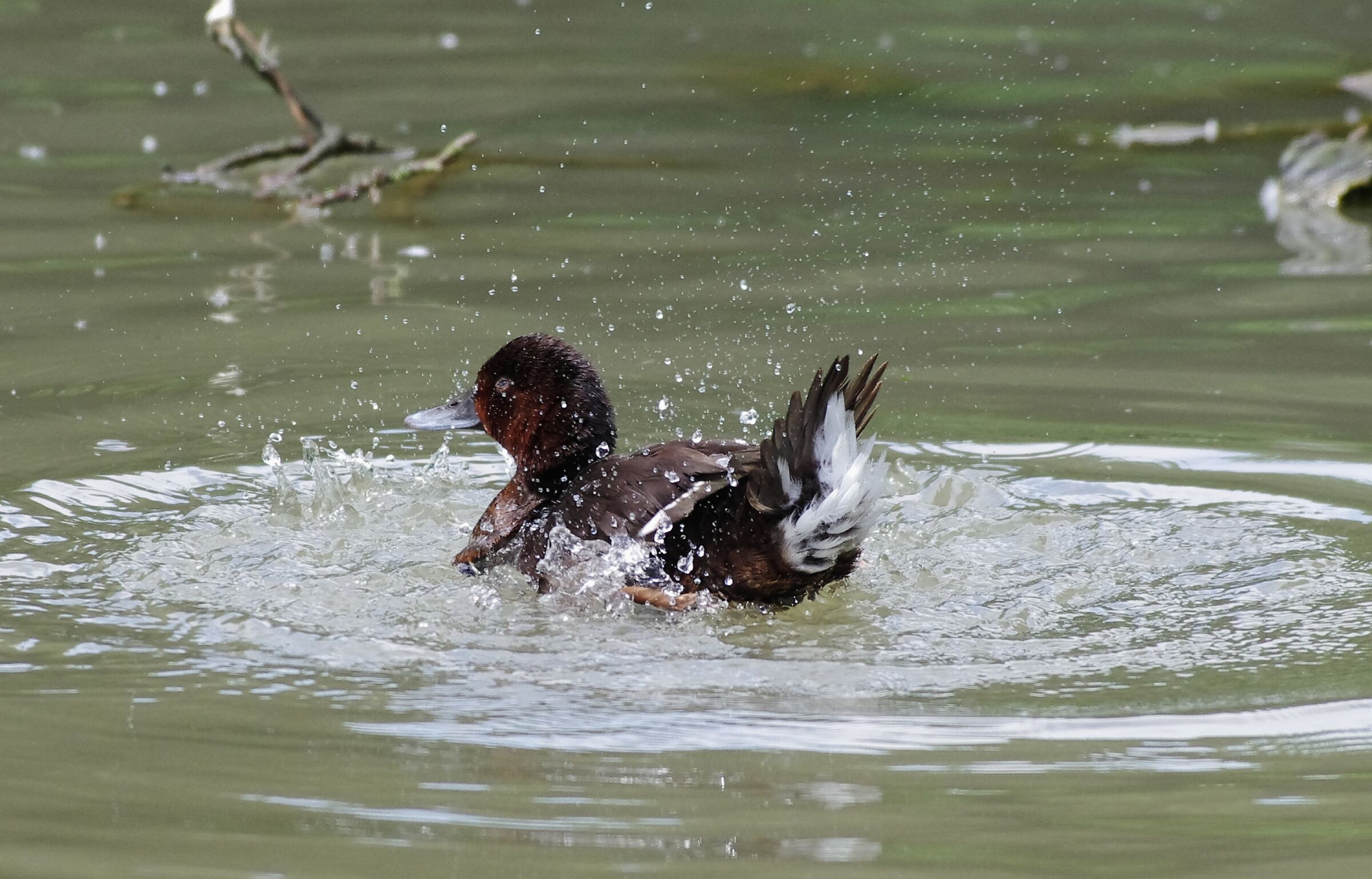 Ferruginous duck