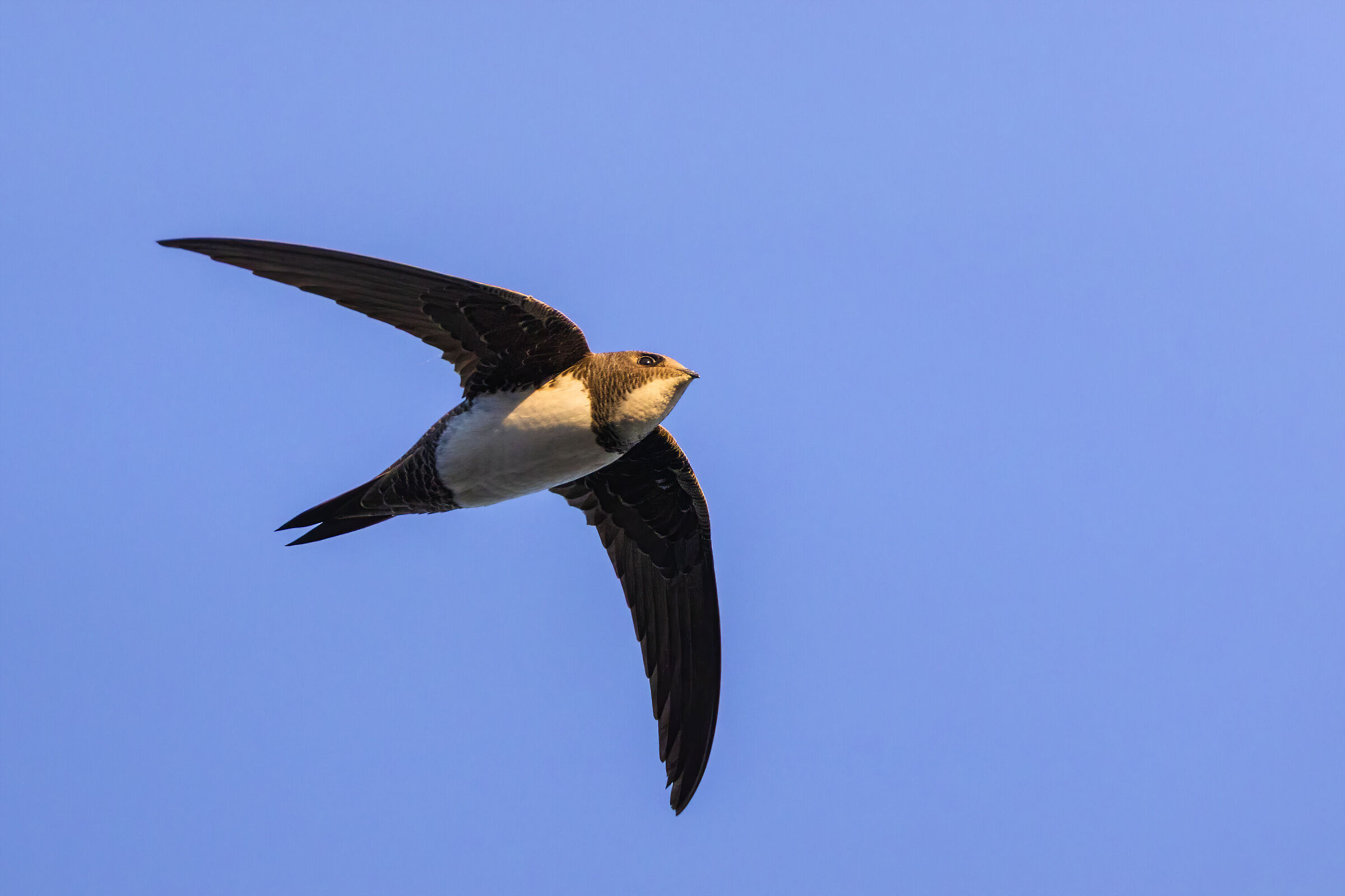 Eurasian swift in flight