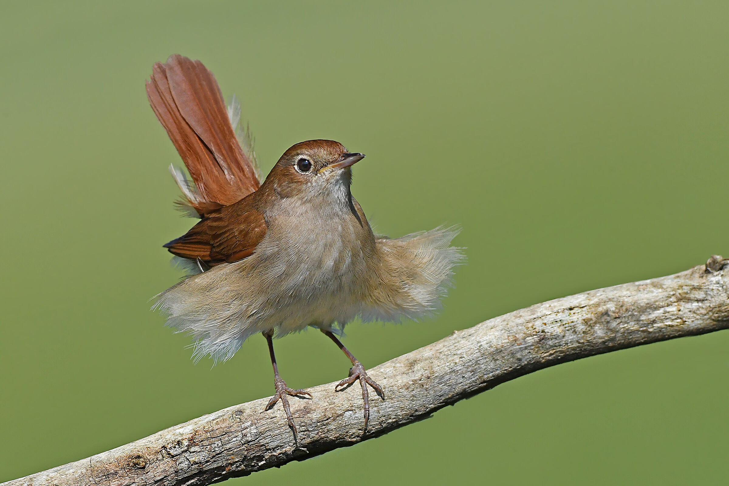 Nightingale with Tutu