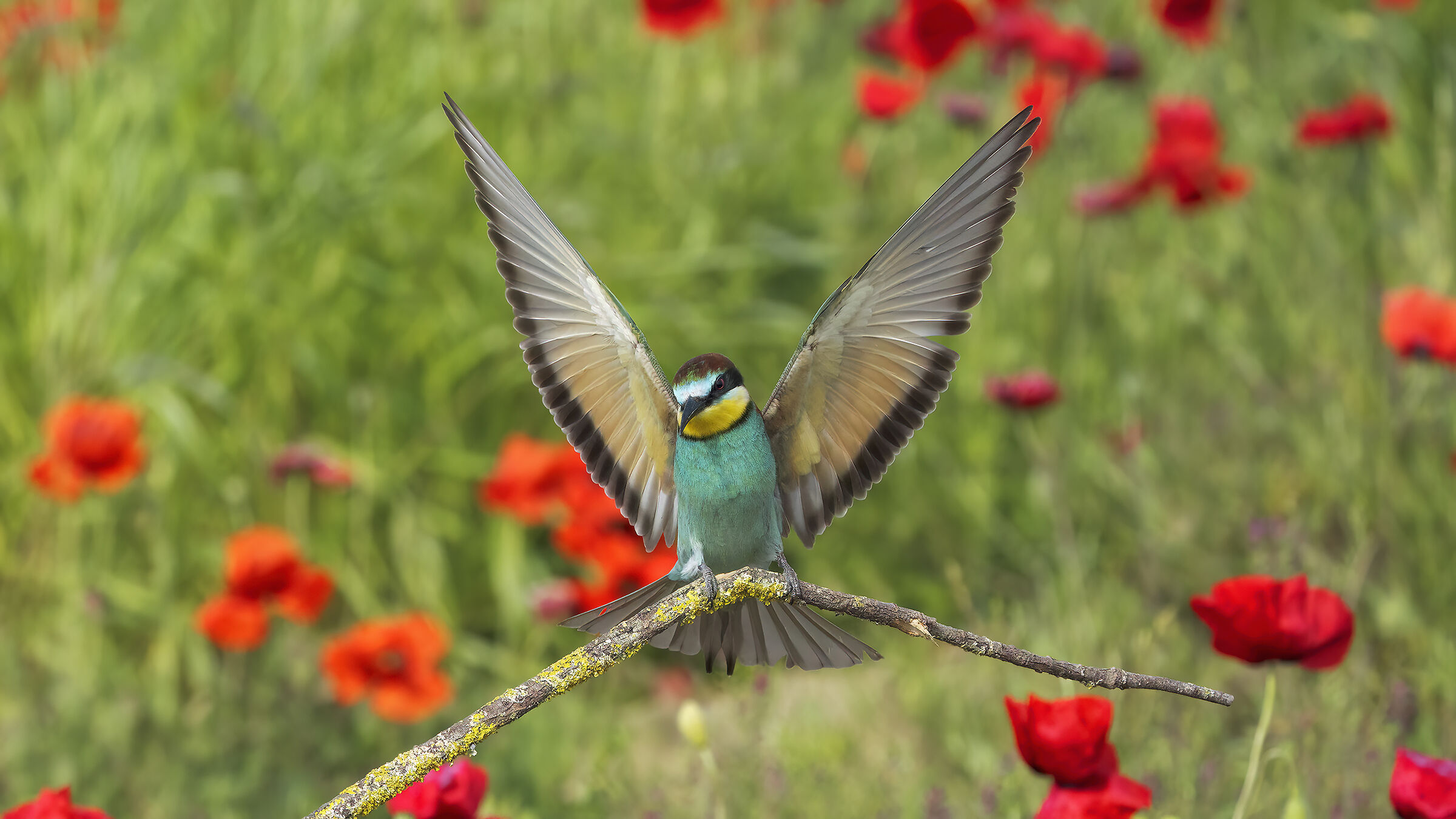 Bee-eater landing