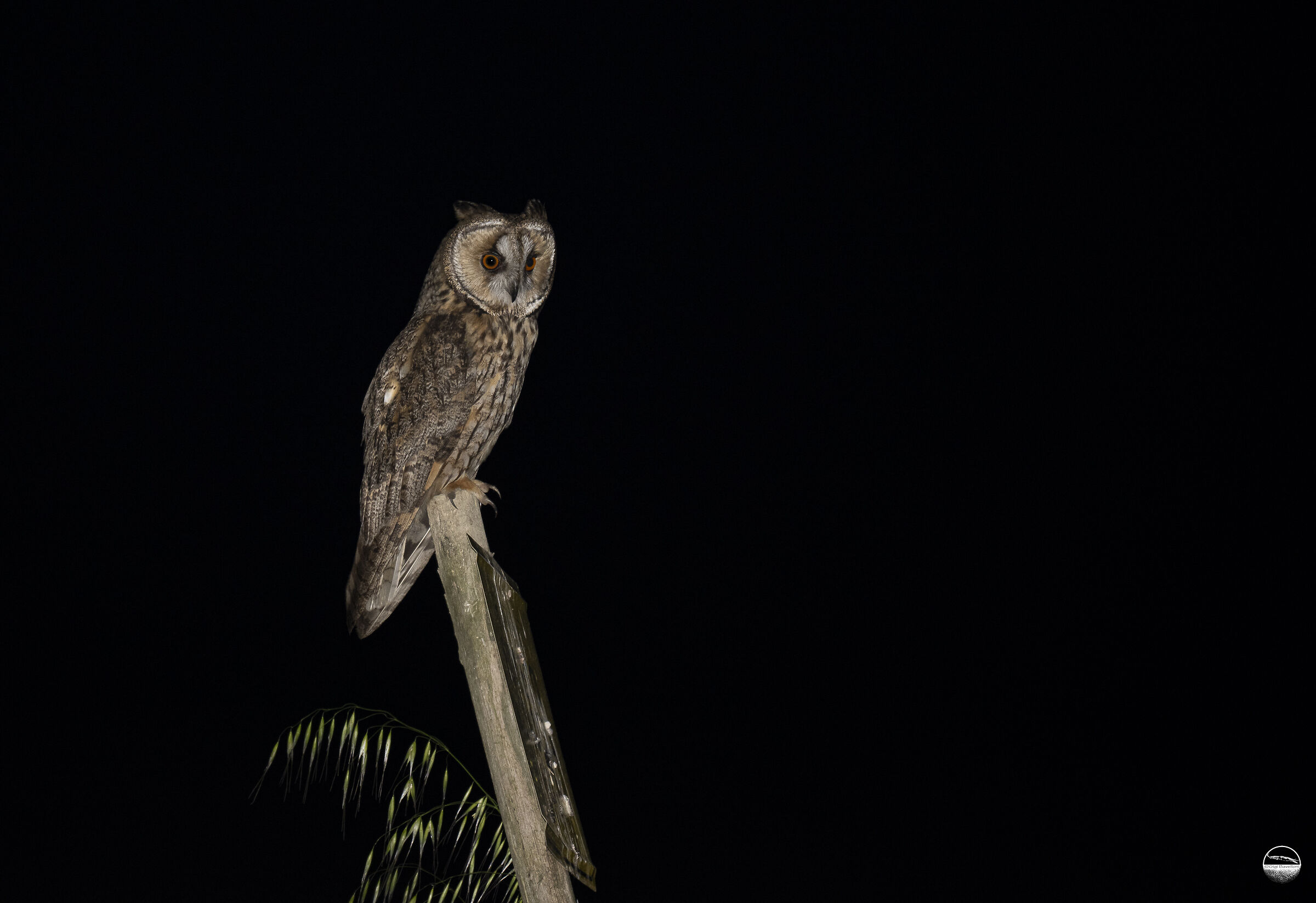Lord of the Night