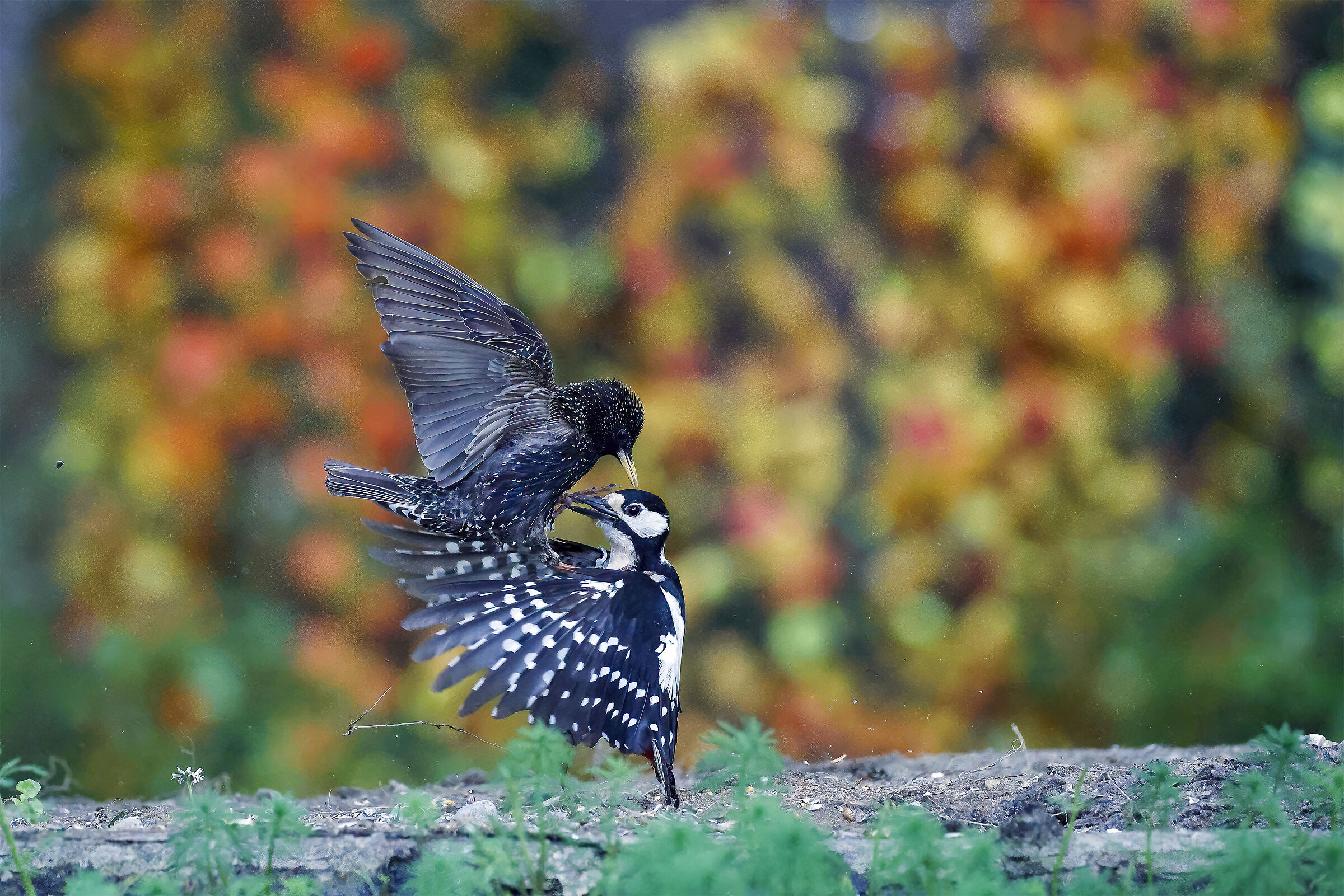 conbattimento tra storno e picchio rosso