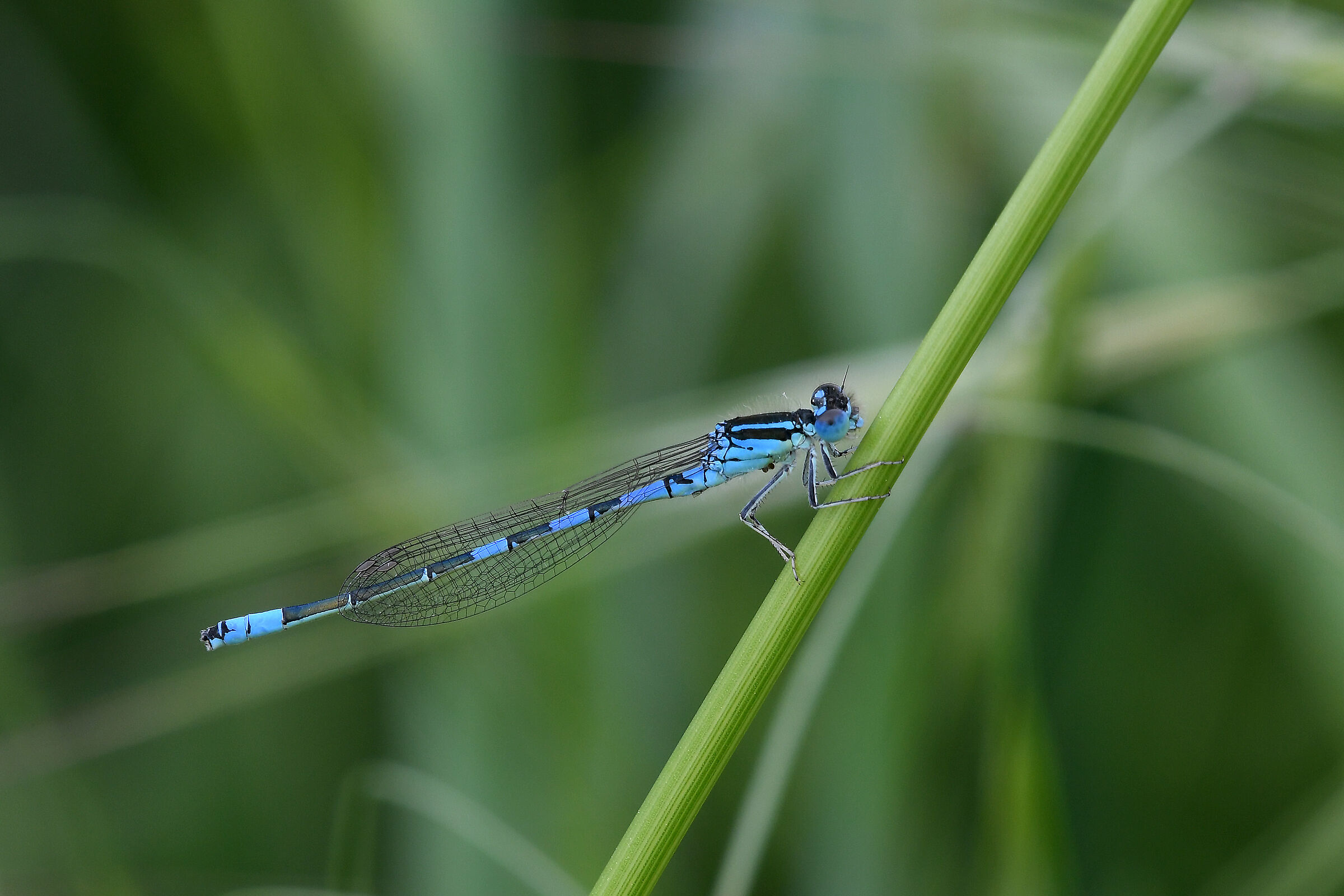 Mediterranean blue (Coenagrion caerulescens)