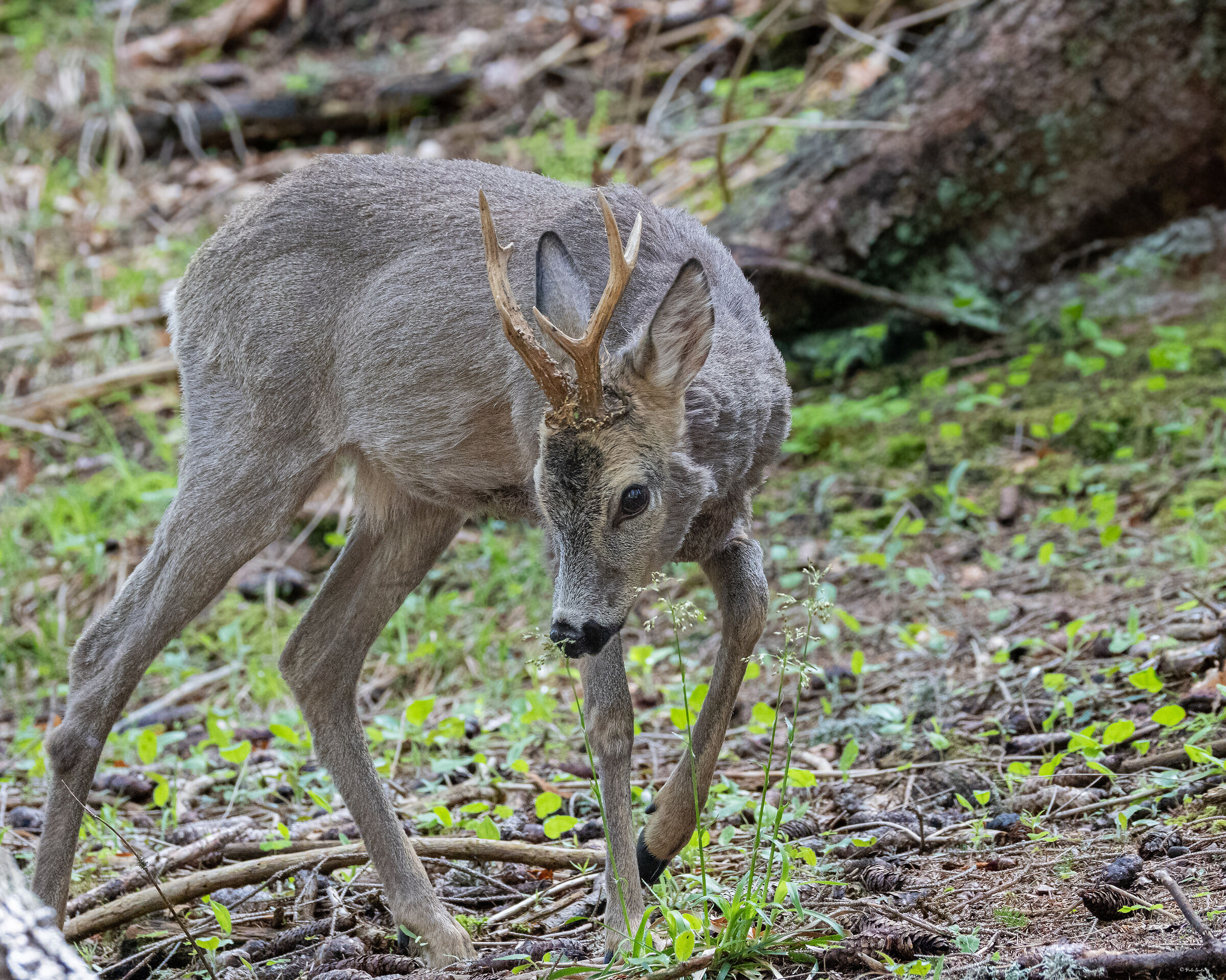 Roe deer in May