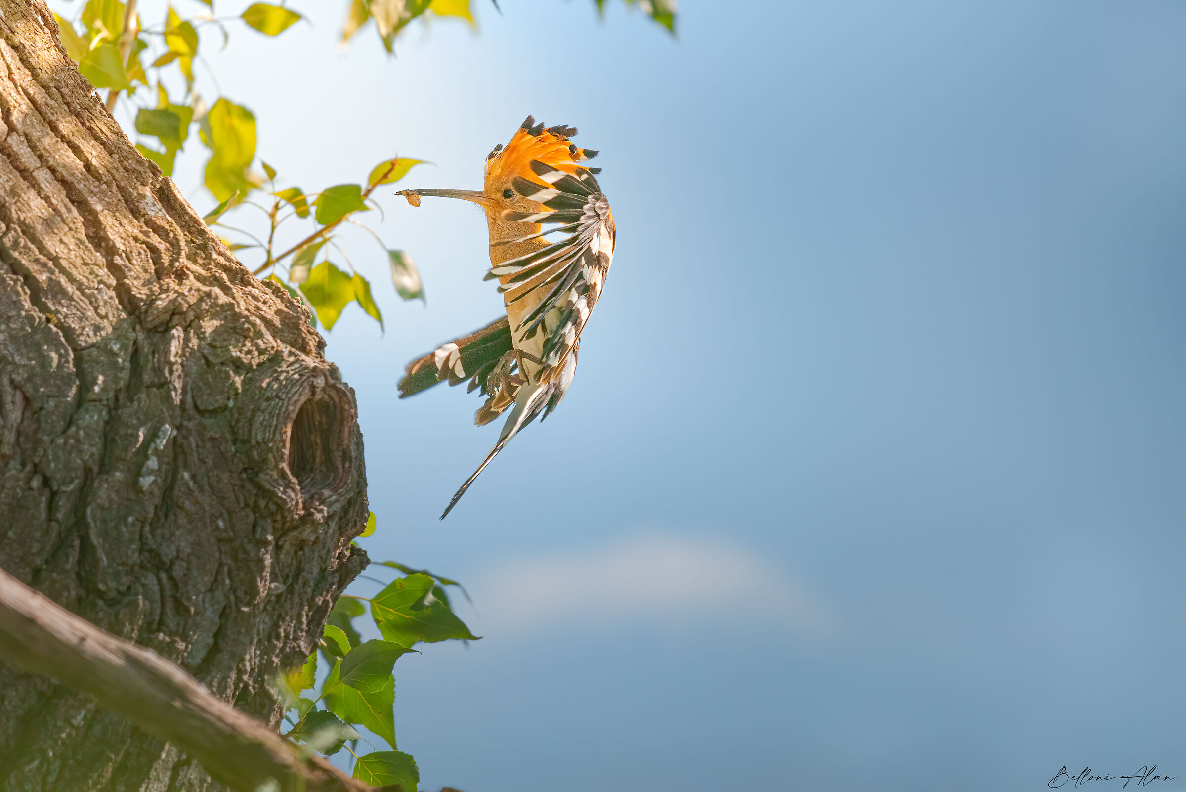 My first Hoopoe.