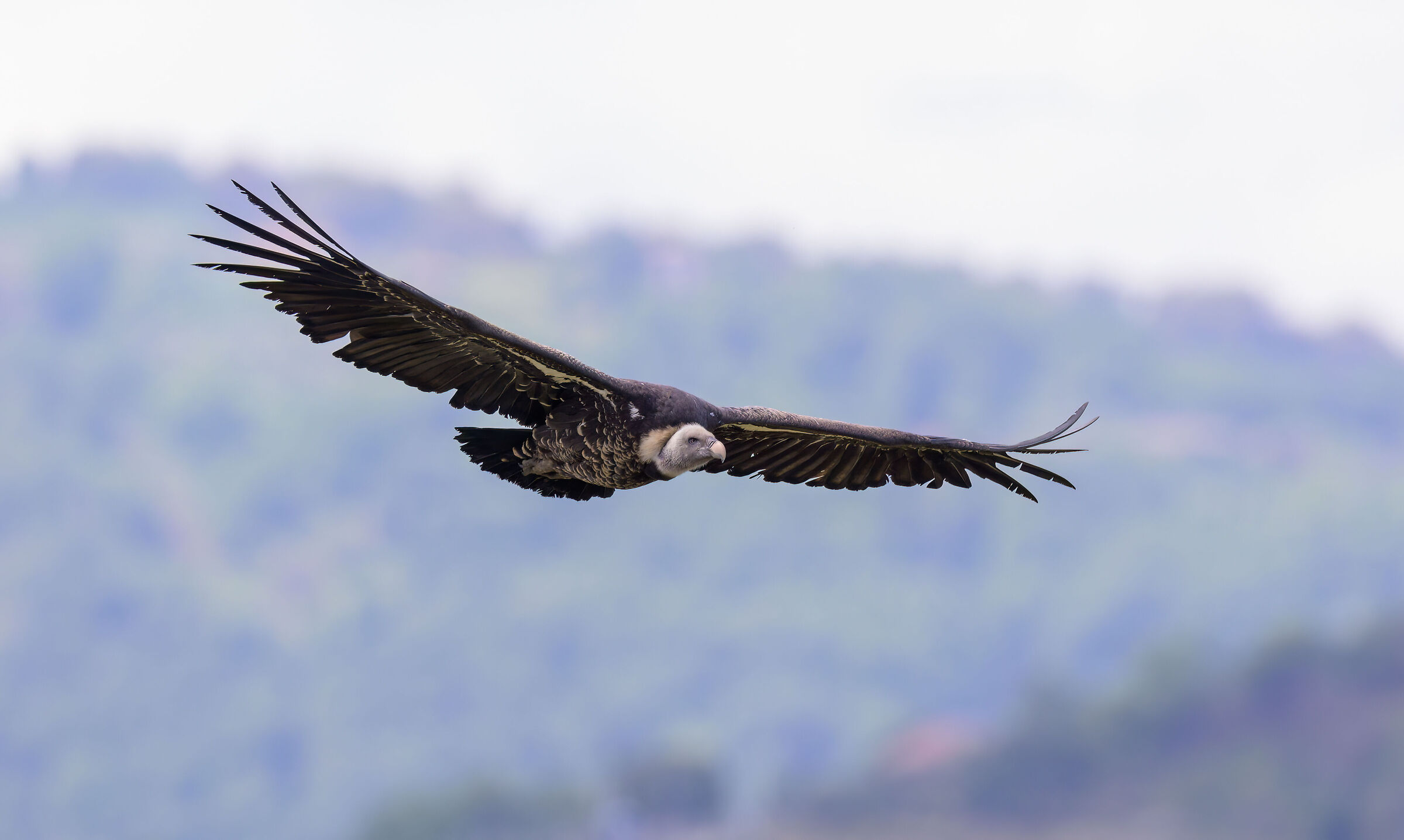 Ruppel's vulture