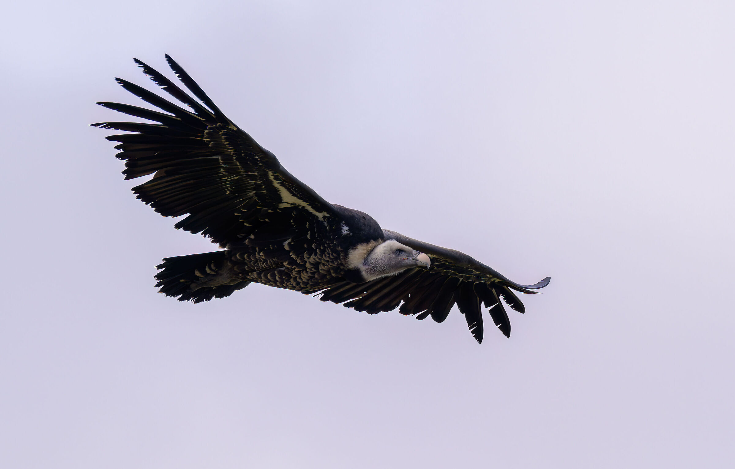 Ruppel's vulture