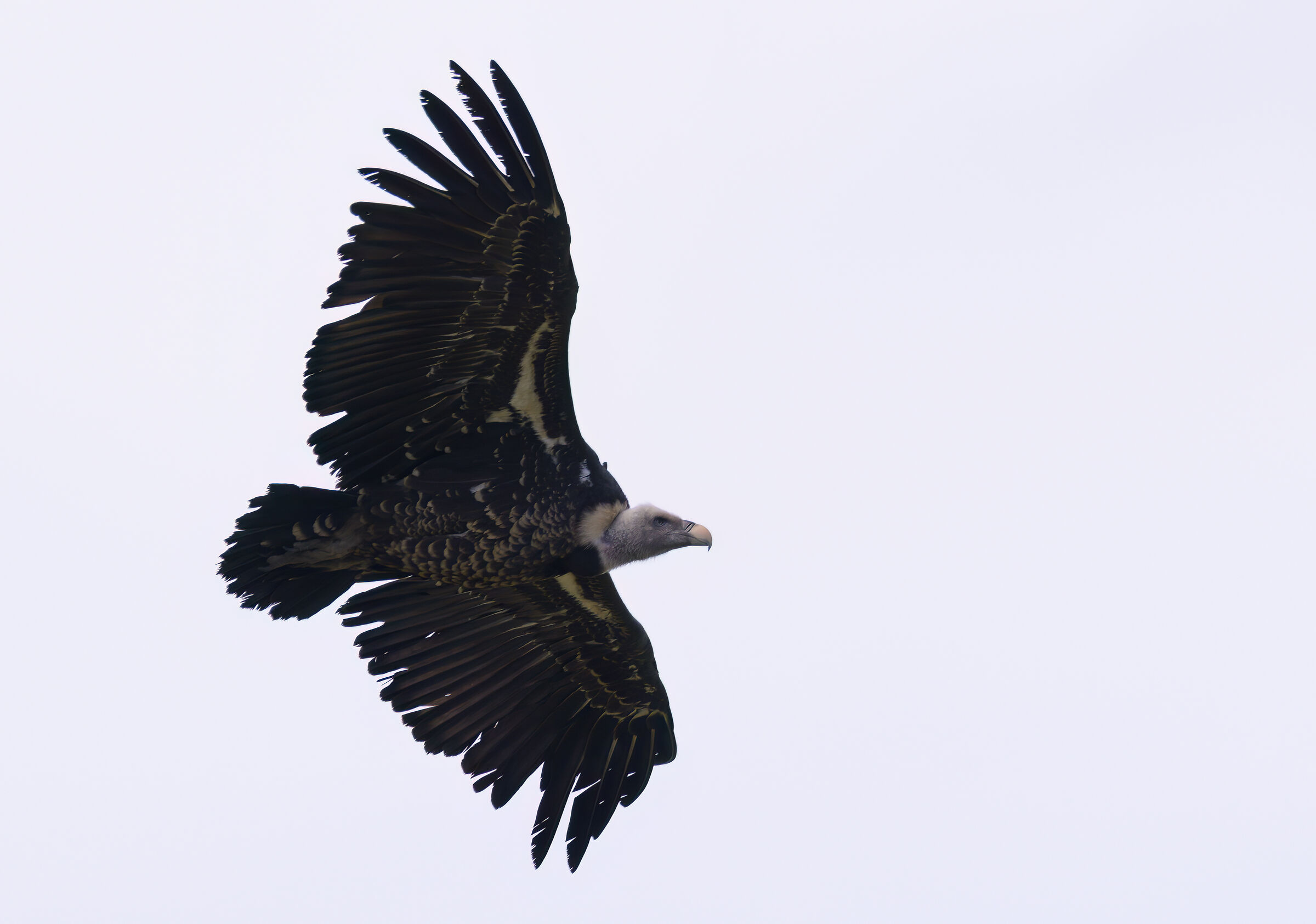 Ruppel's vulture