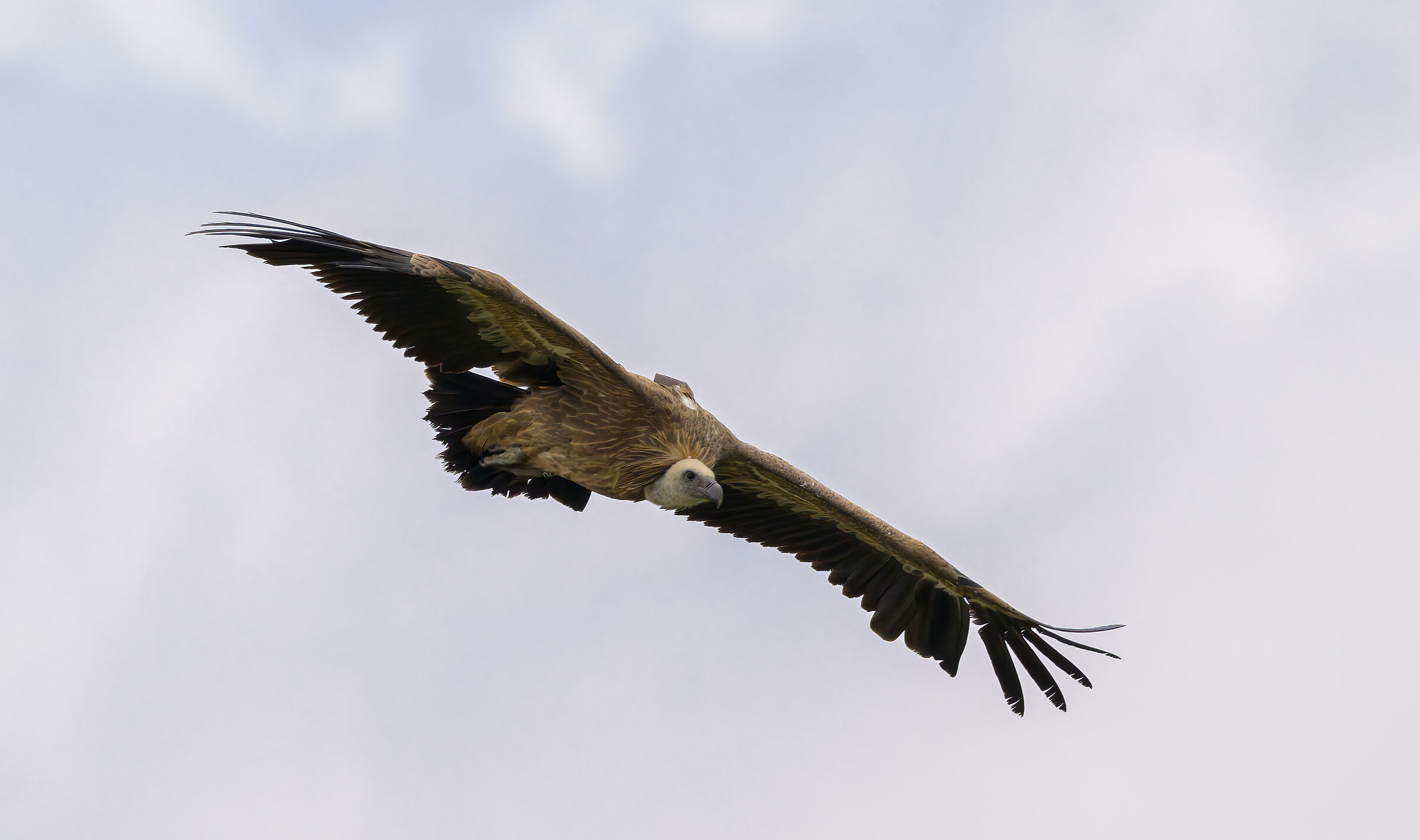 Griffin