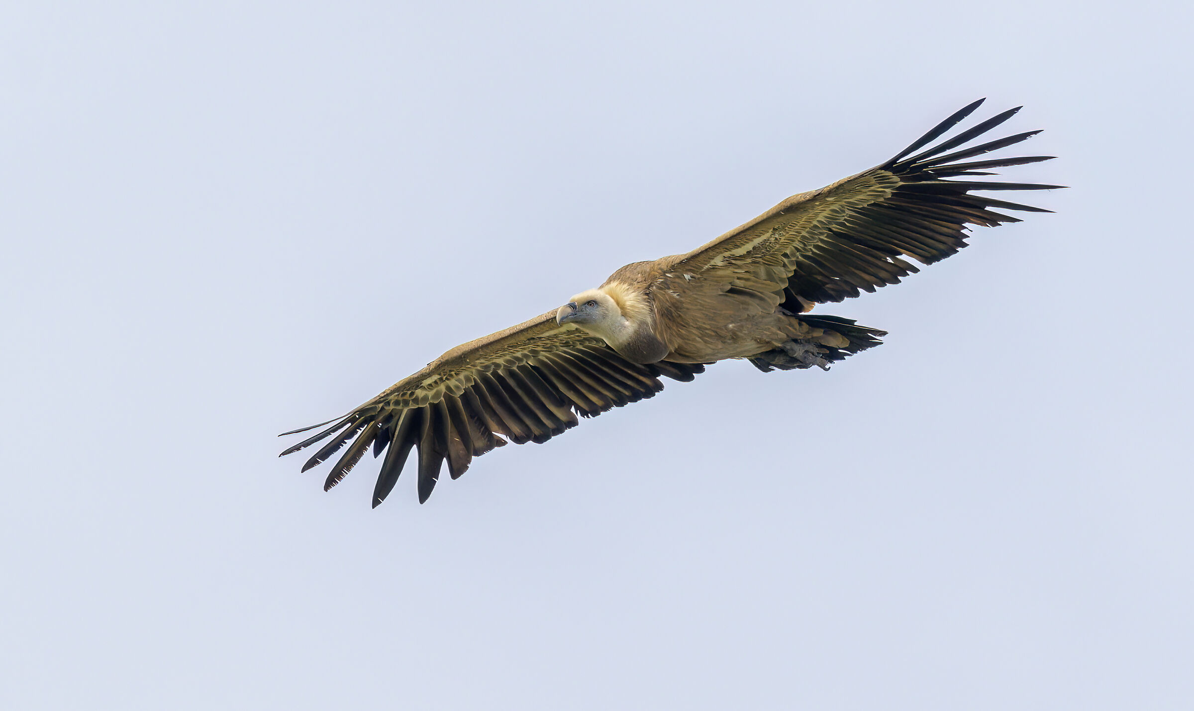 Griffin