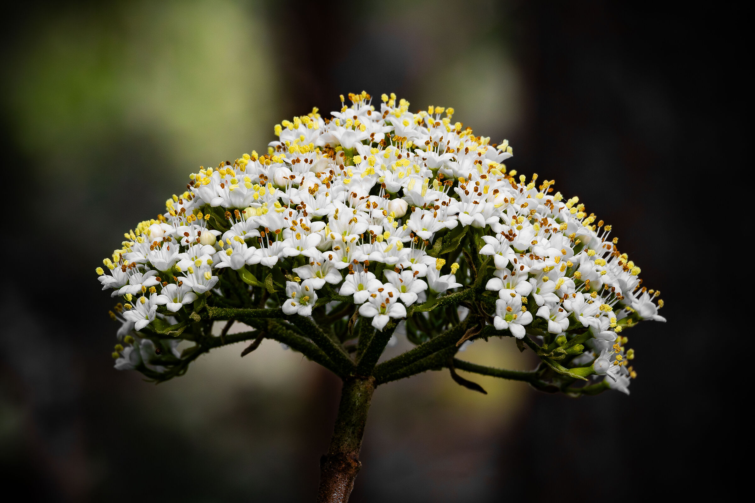Viburnum lantana
