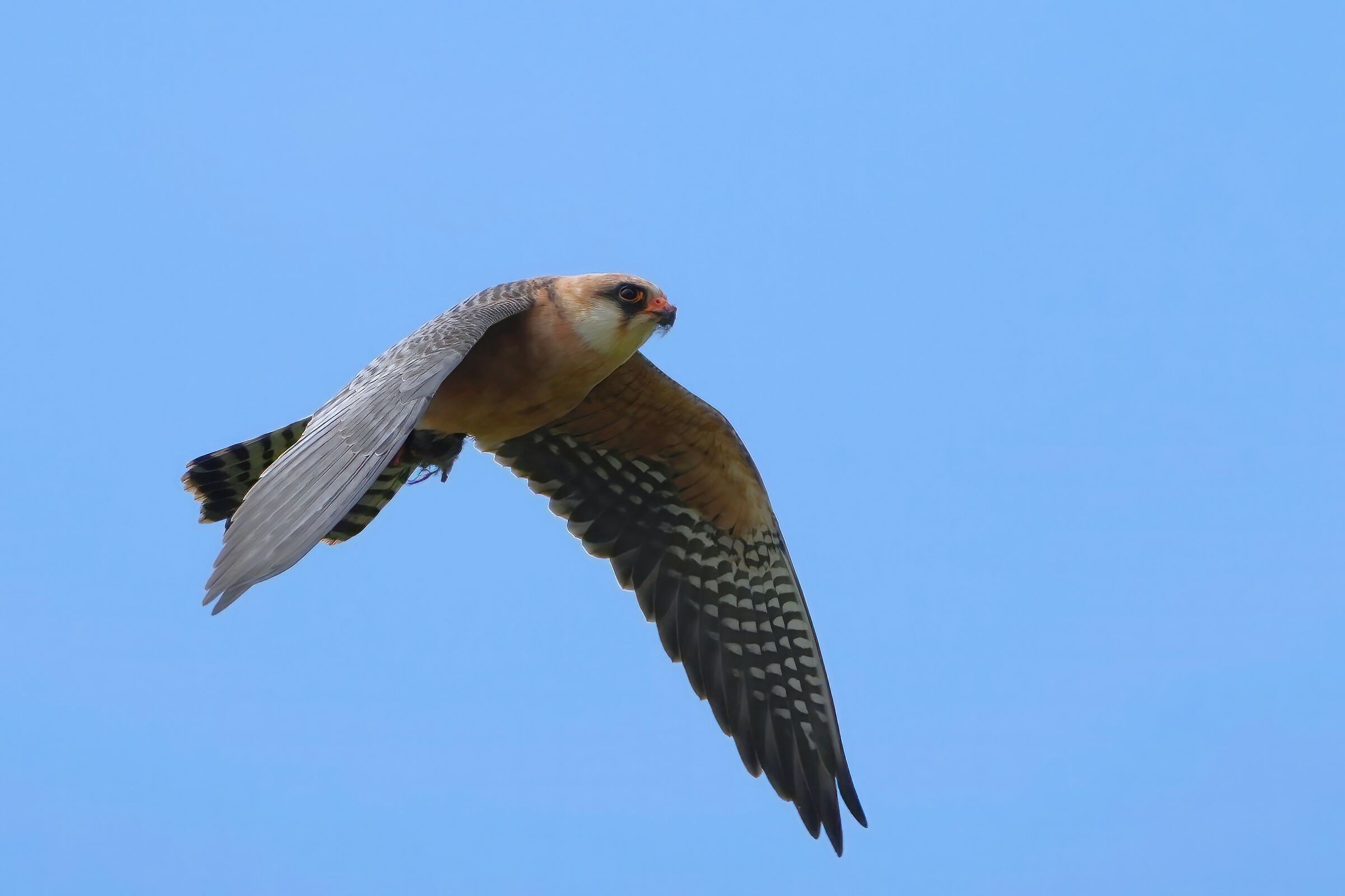 falco cuculo femmina