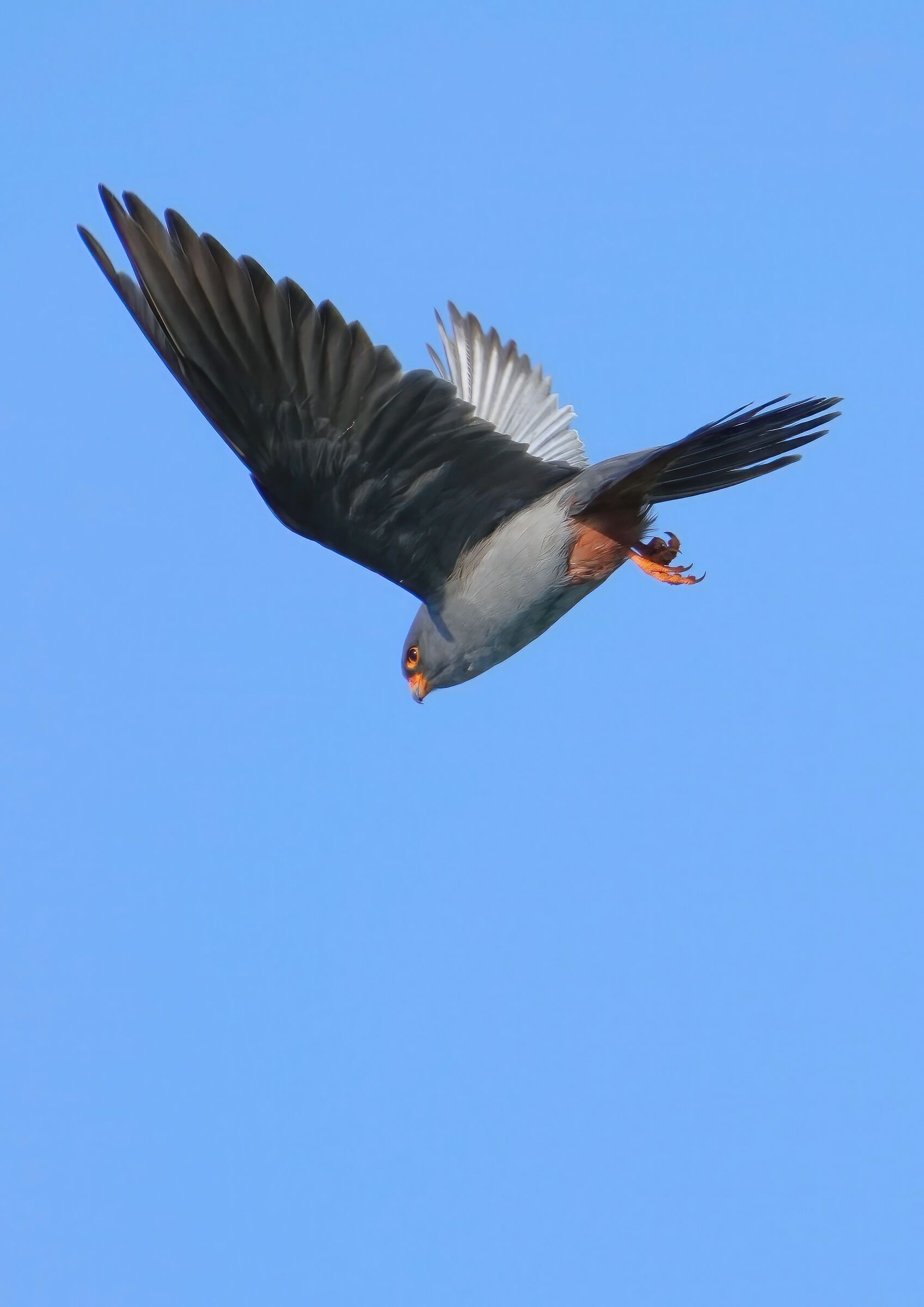 falco cuculo maschio