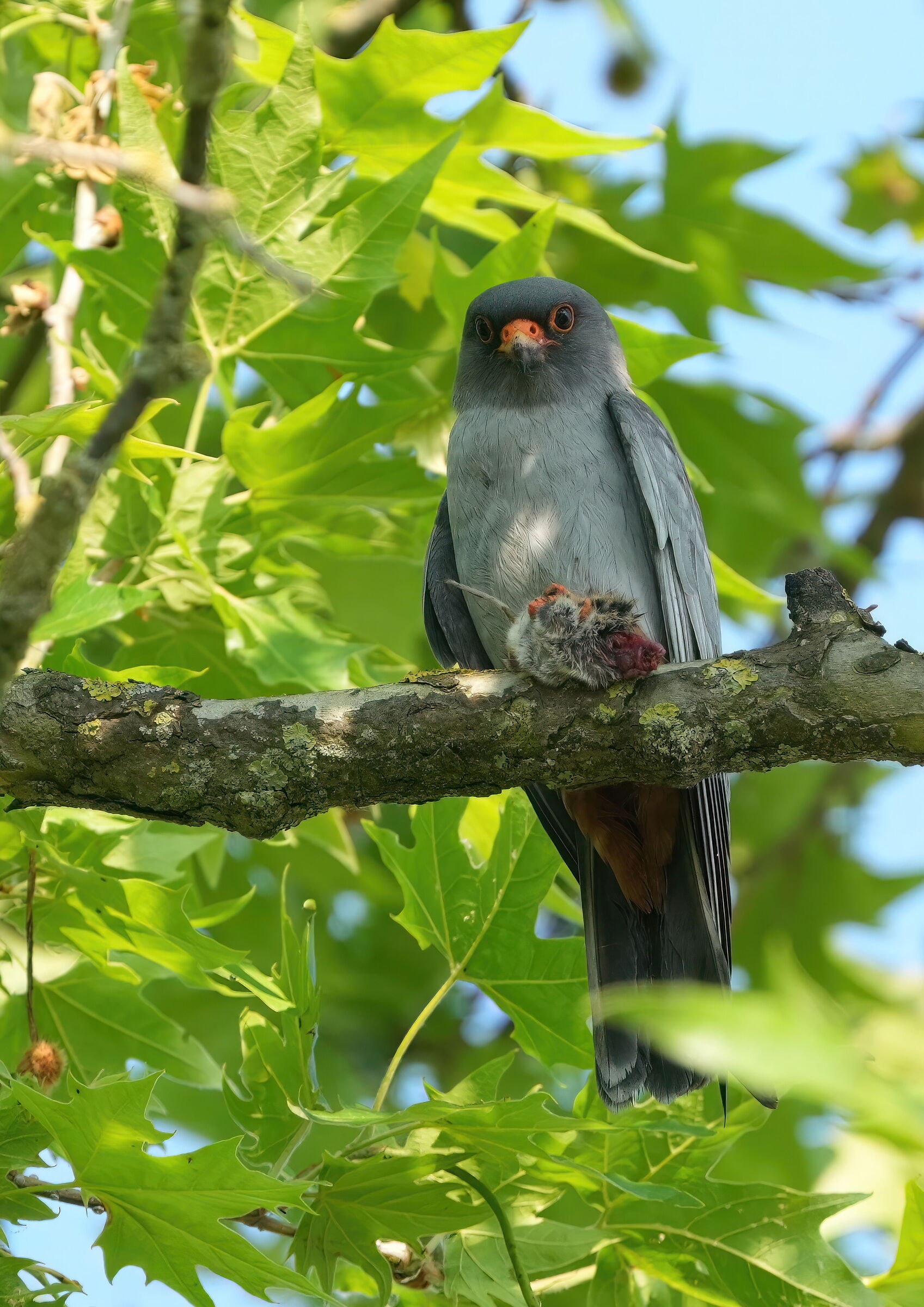 falco cuculo maschio