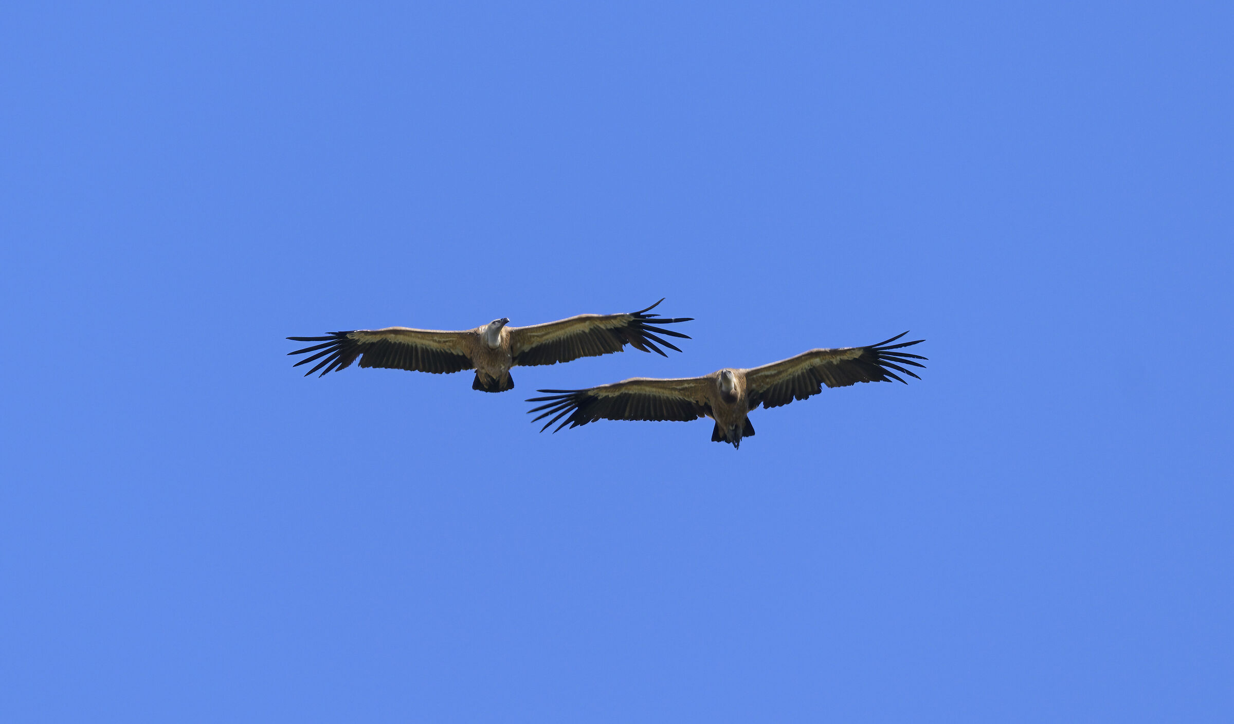 griffon vultures