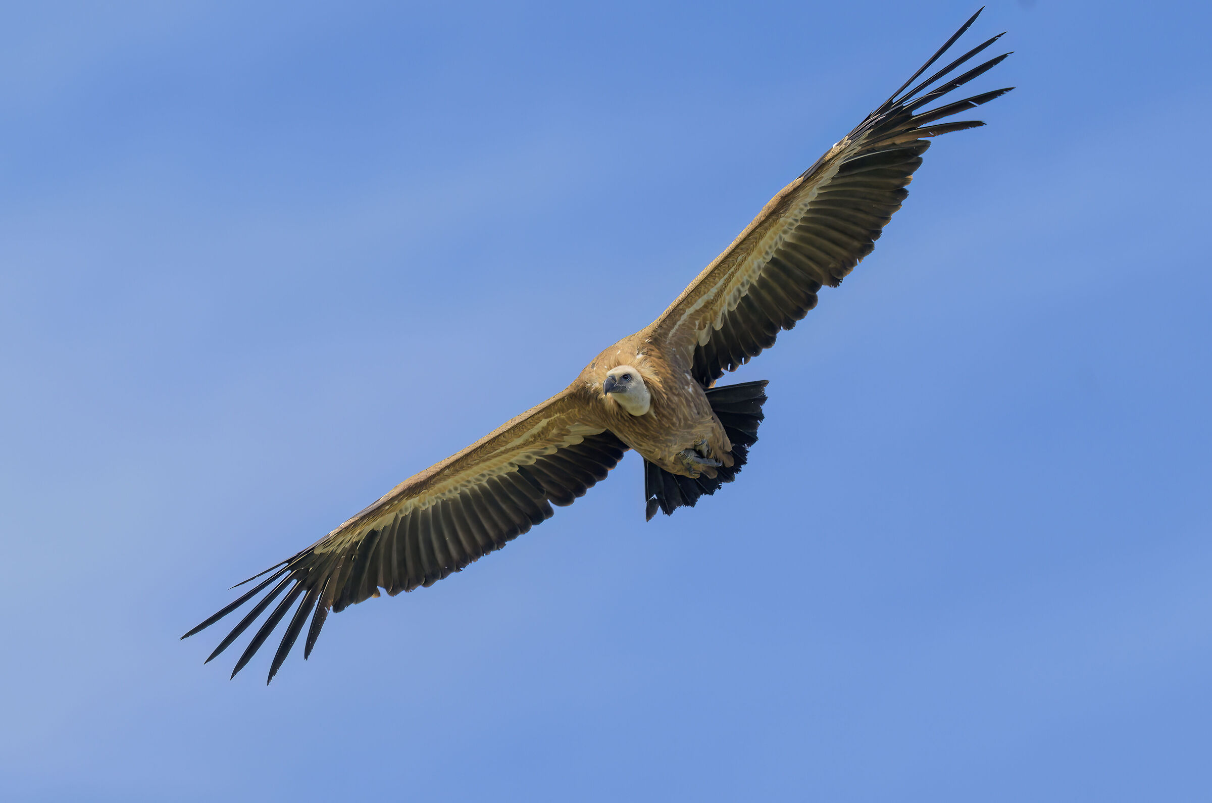 Griffin