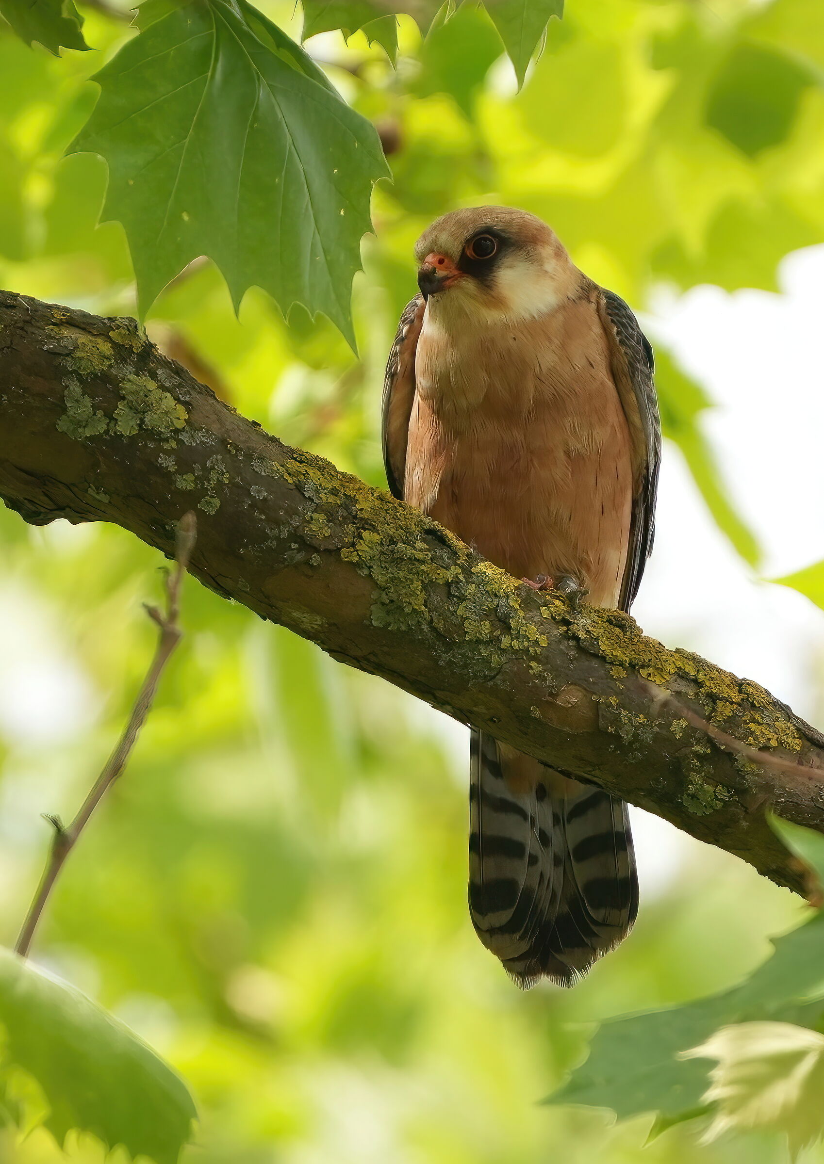 falco cuculo femmina