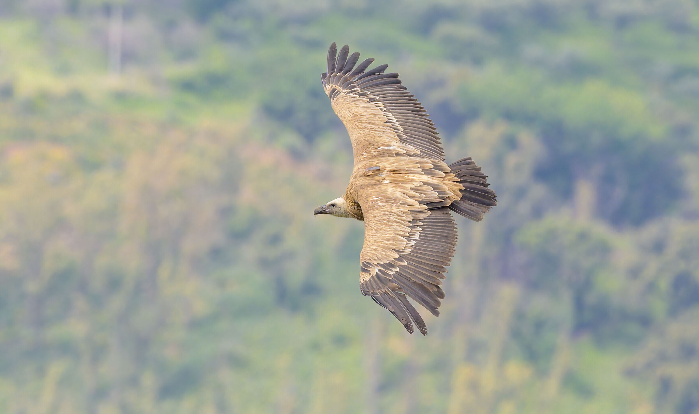 Griffin