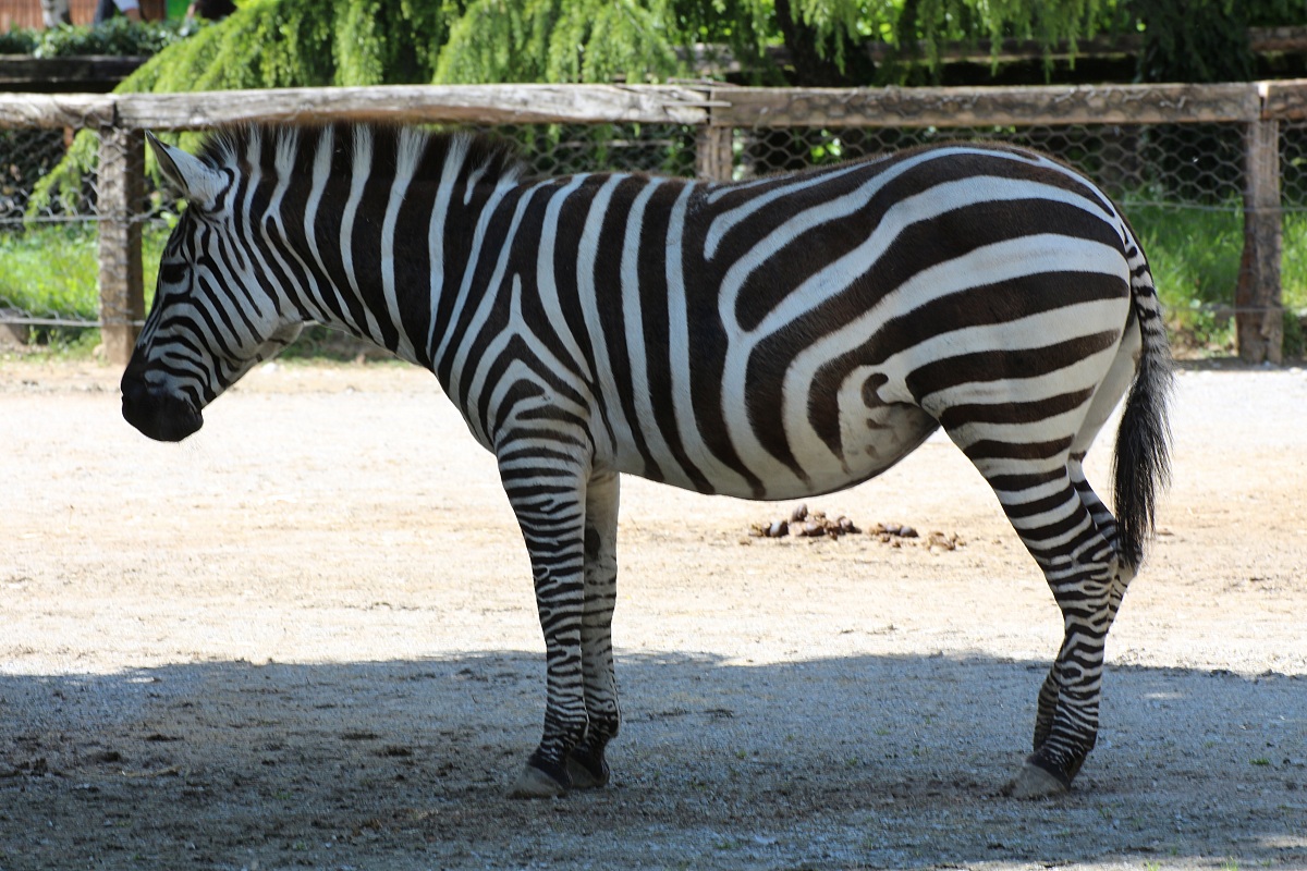 Zebra