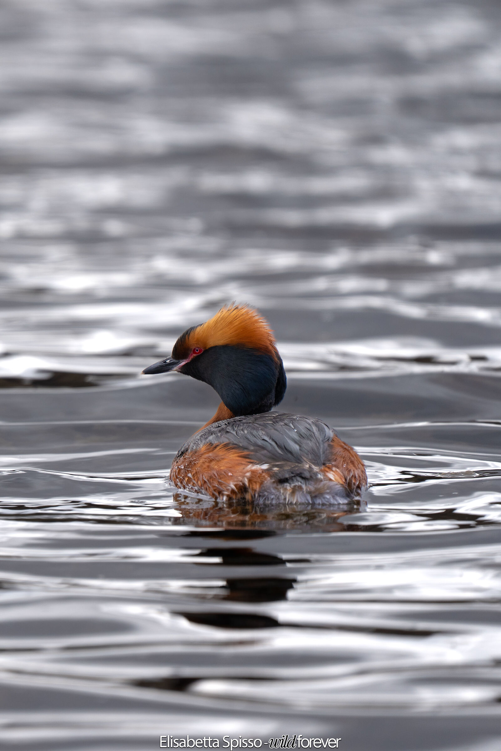 Horned grebe