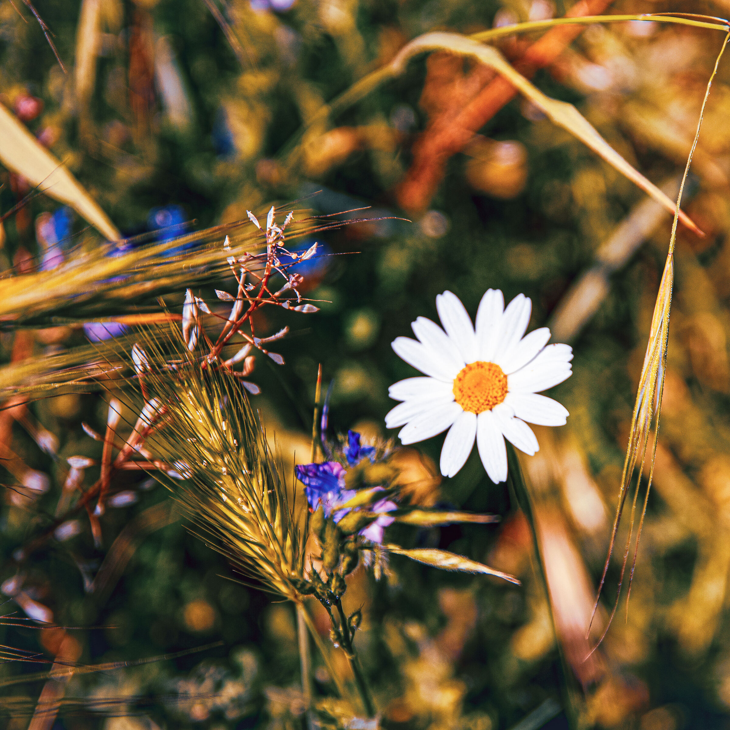 Spring