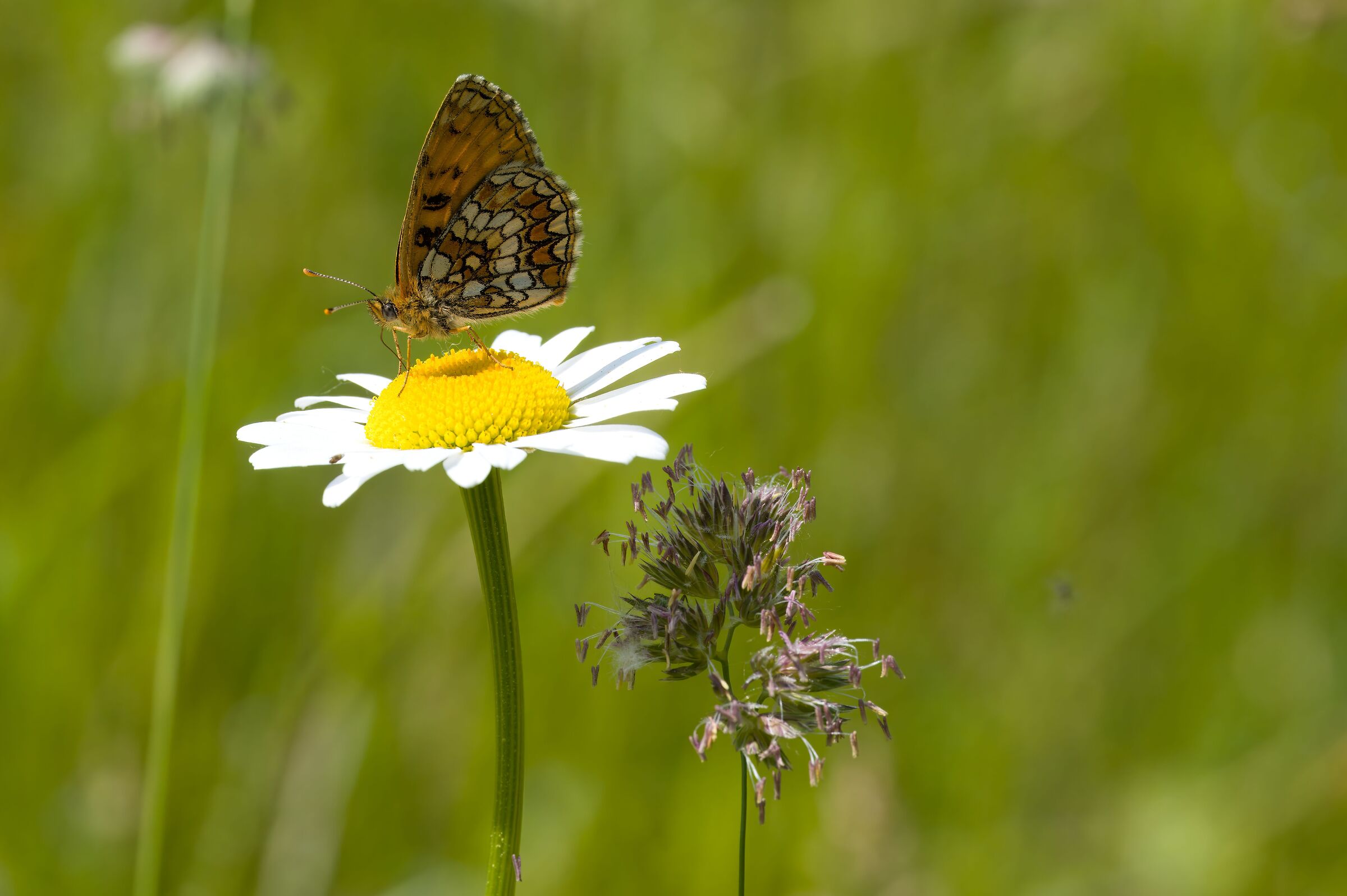 Melitaea