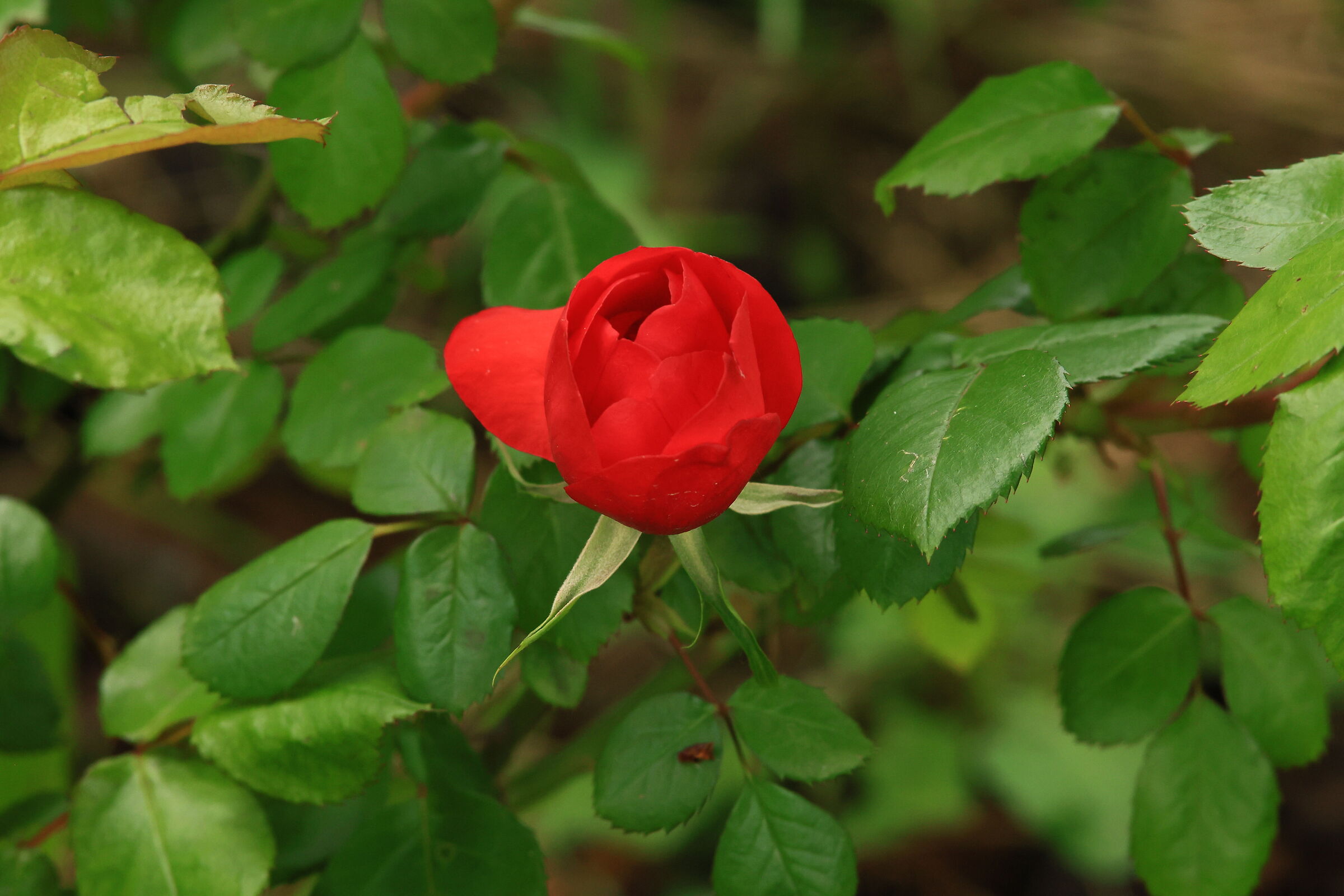 Semplicità fatta Rosa