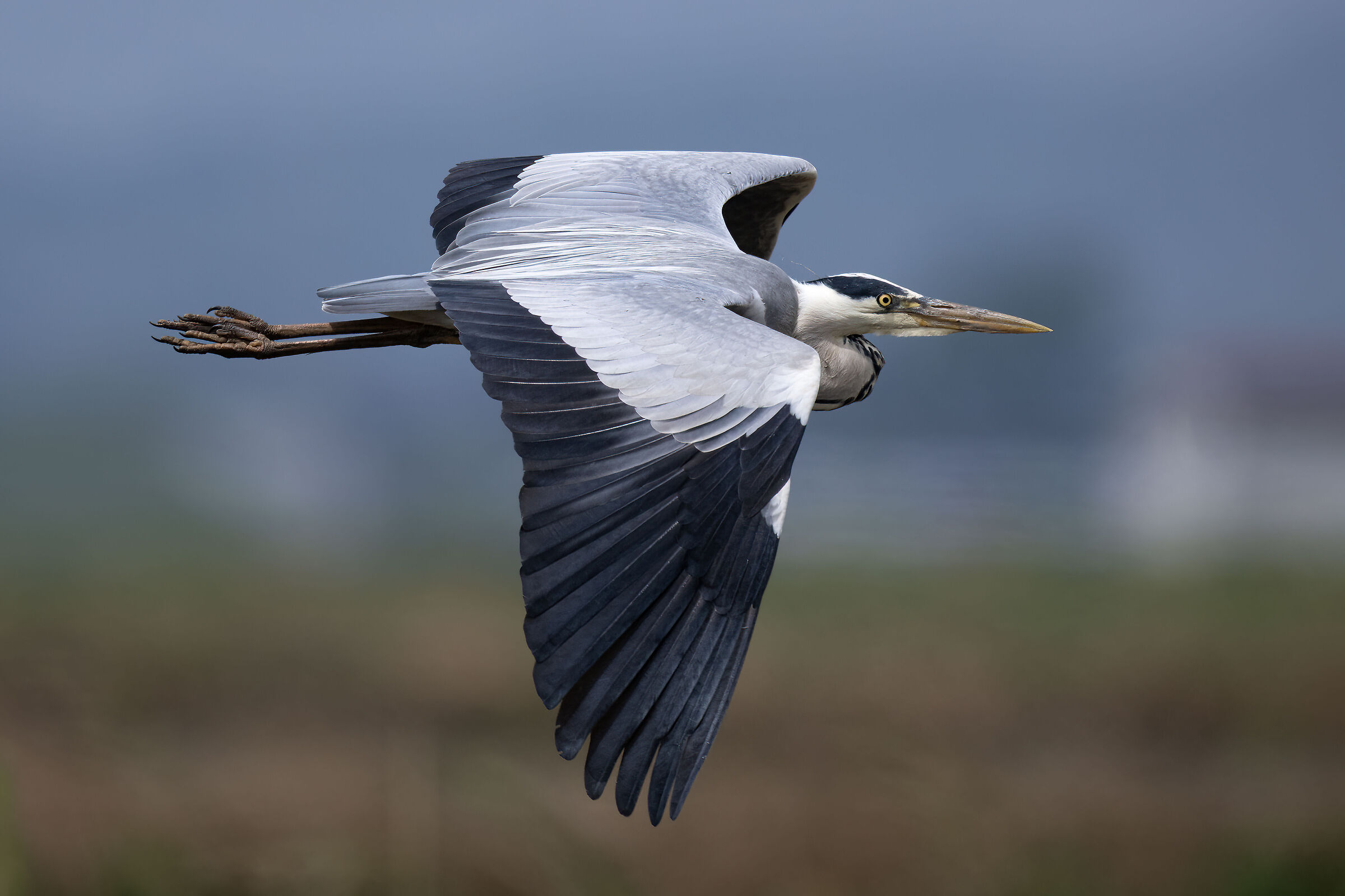 Grey heron