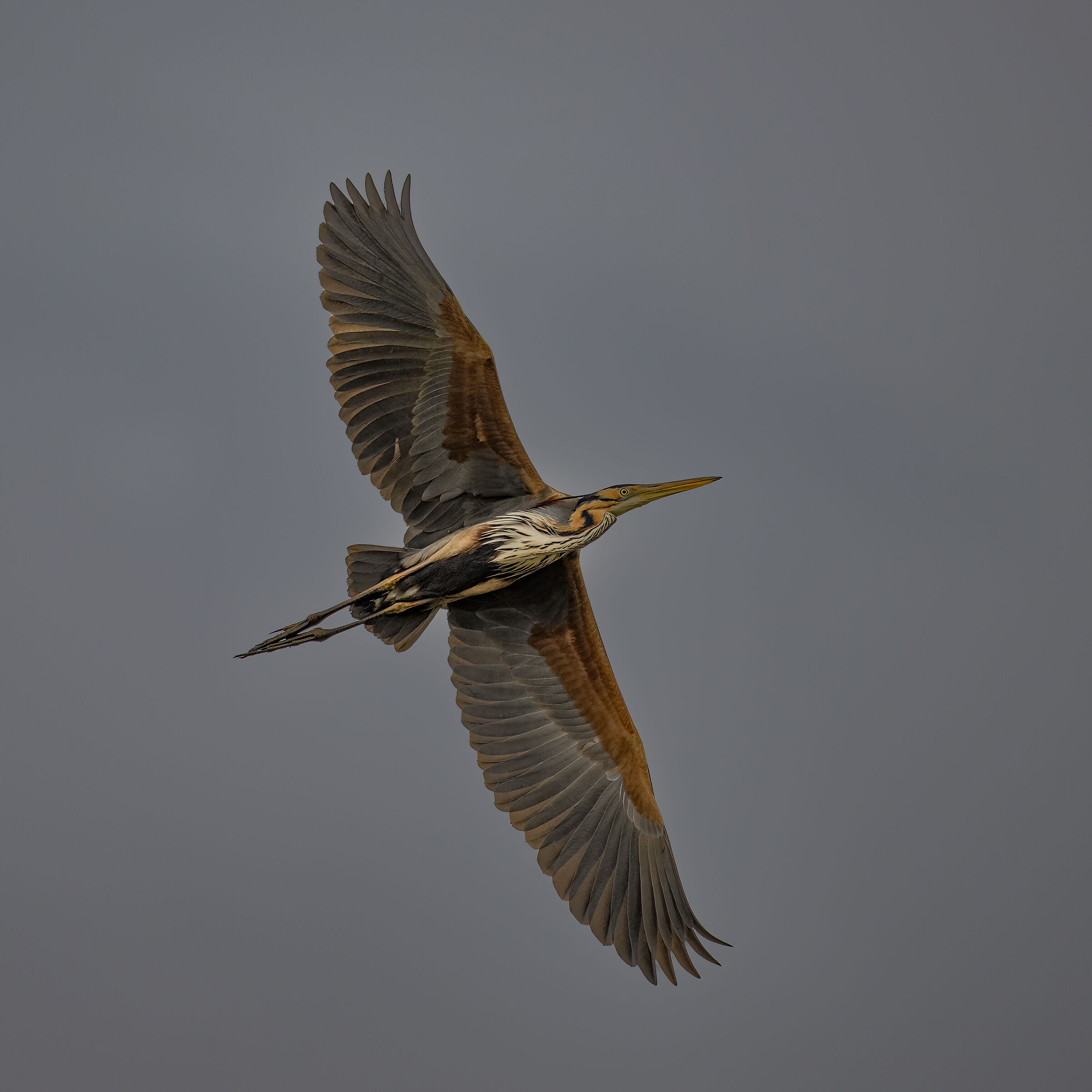 Purple heron