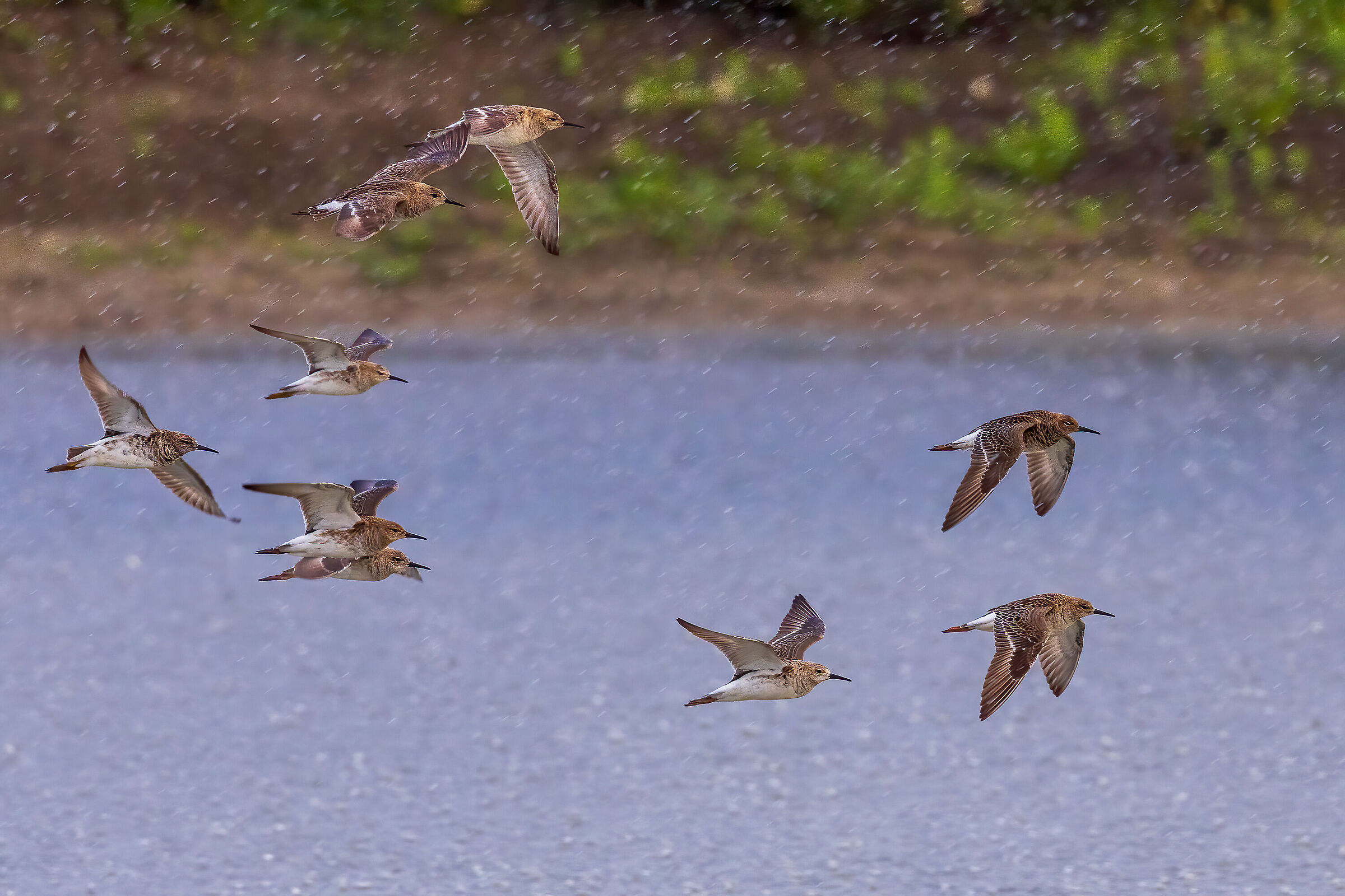 Flock of waders flying in the pouring rain