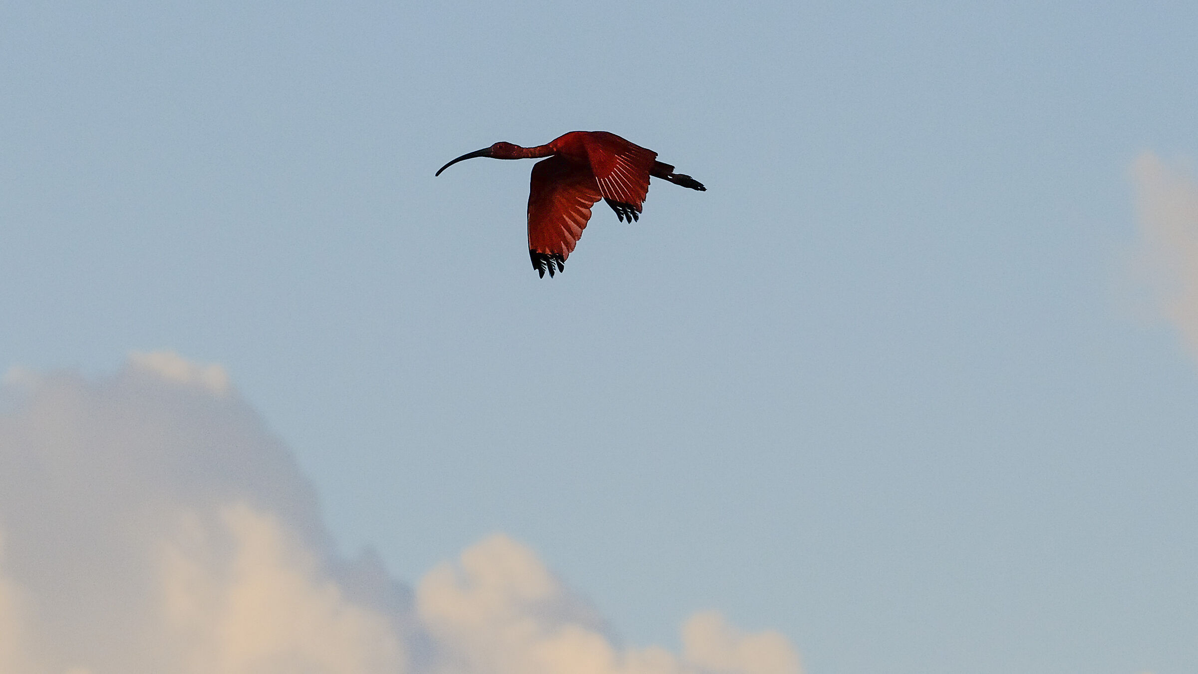 Ibis in volo