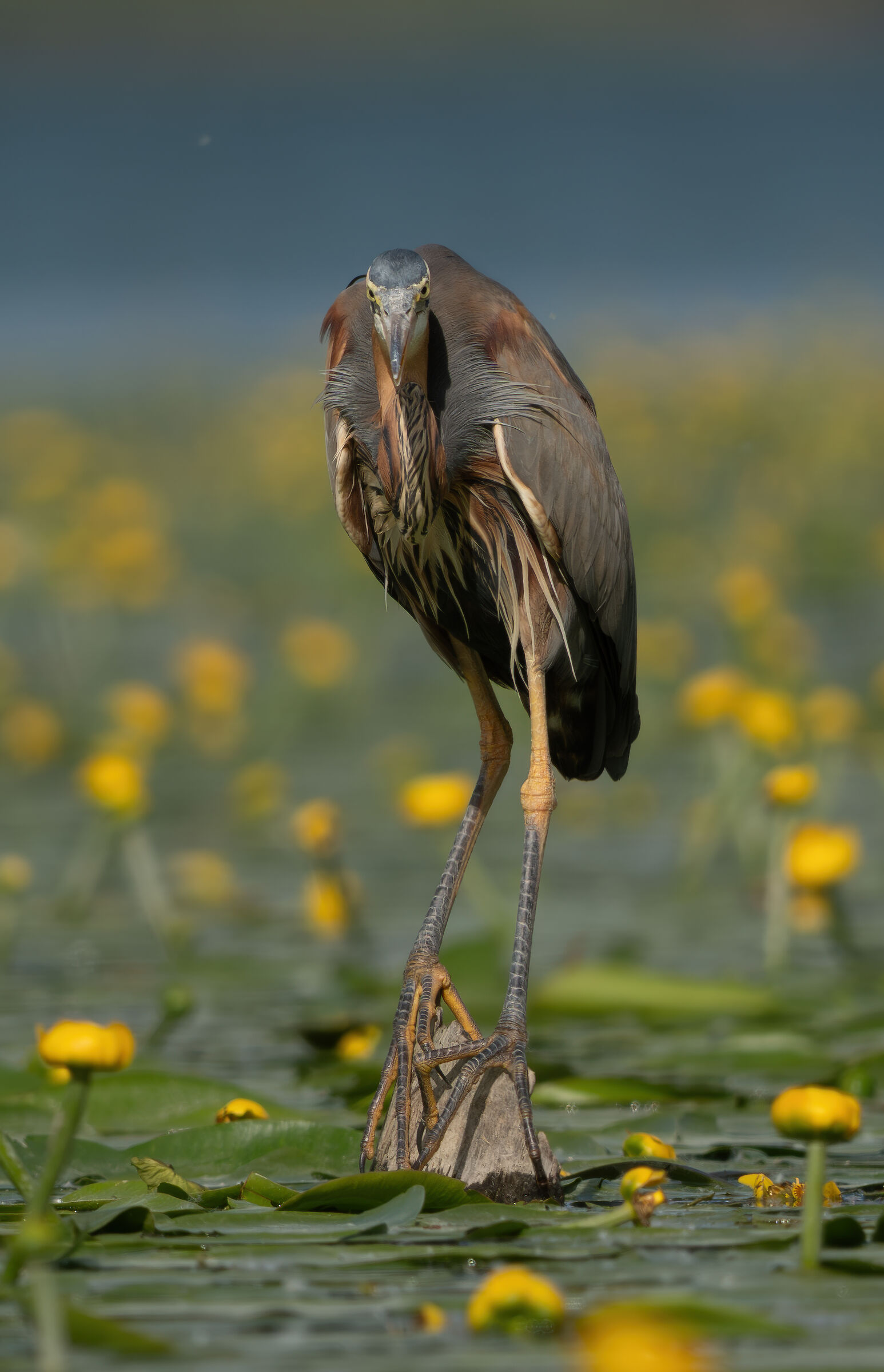 The gaze of the purple heron