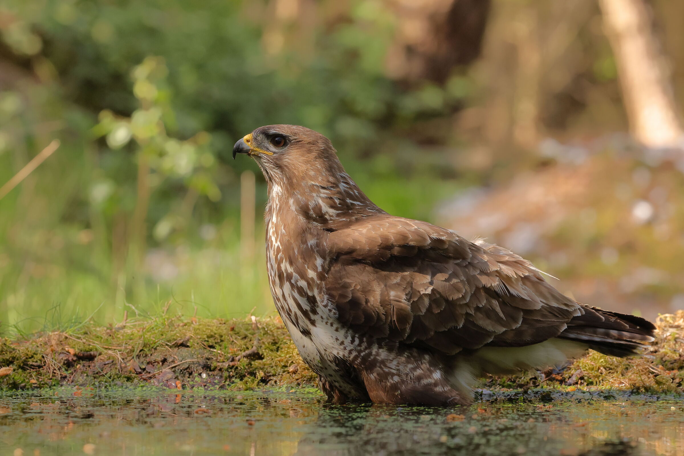 Chiare, fresche et dolci acque