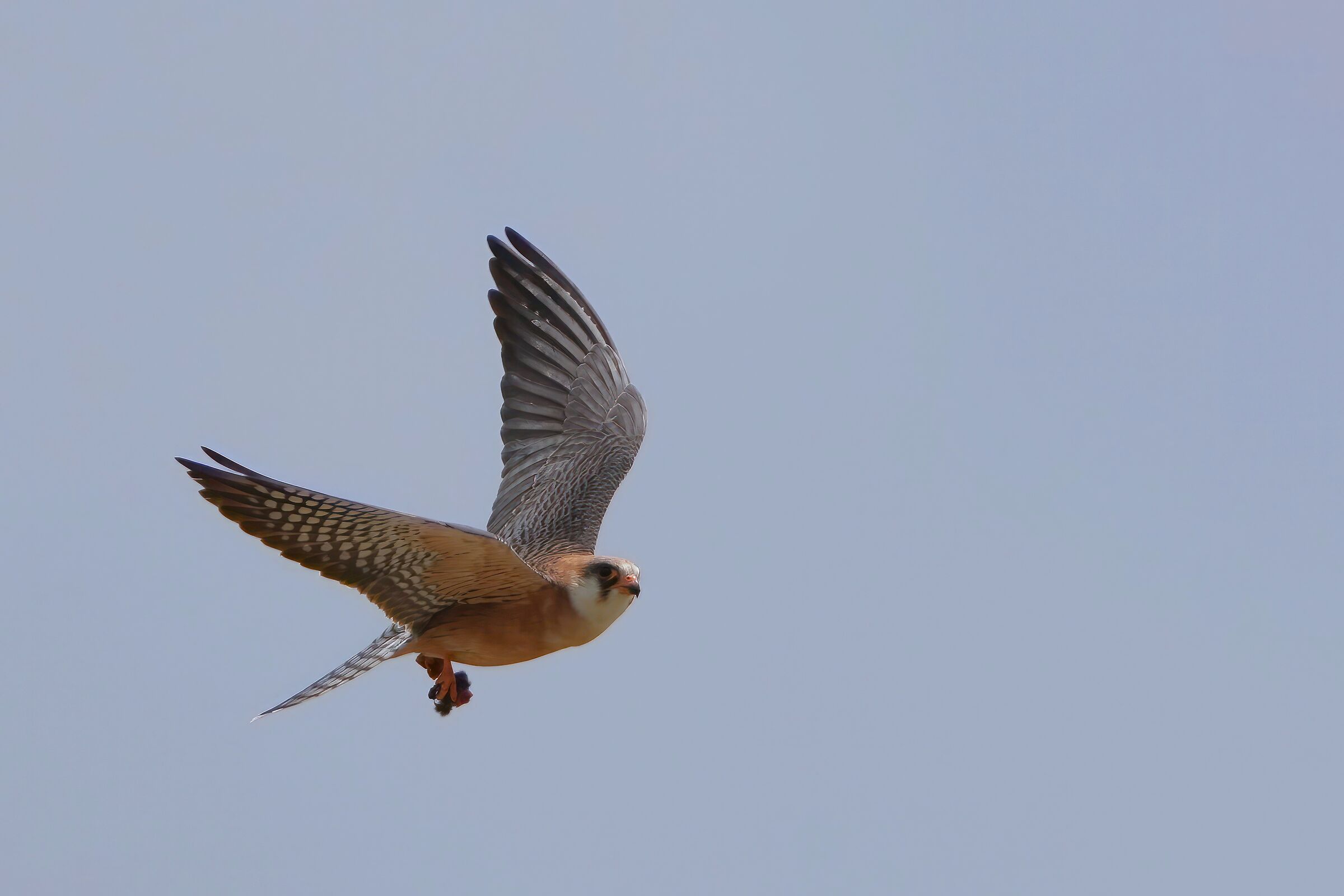 falco cuculo femmina