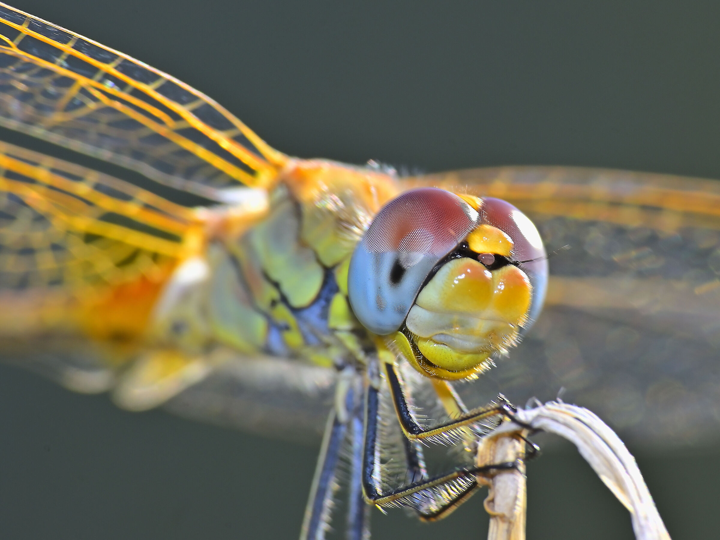 Dragonfly