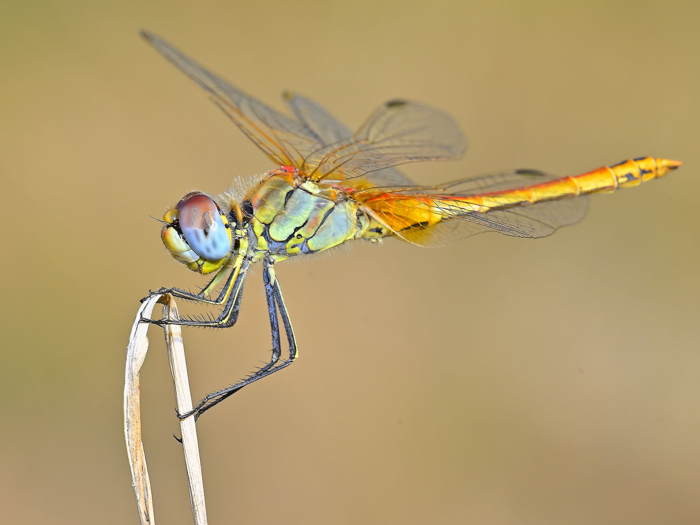 Dragonfly
