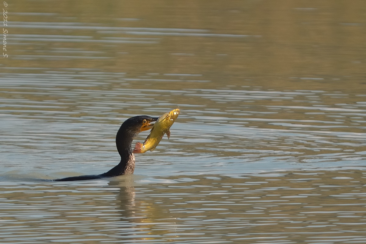 Cormorant (Phalacrocorax carbo)