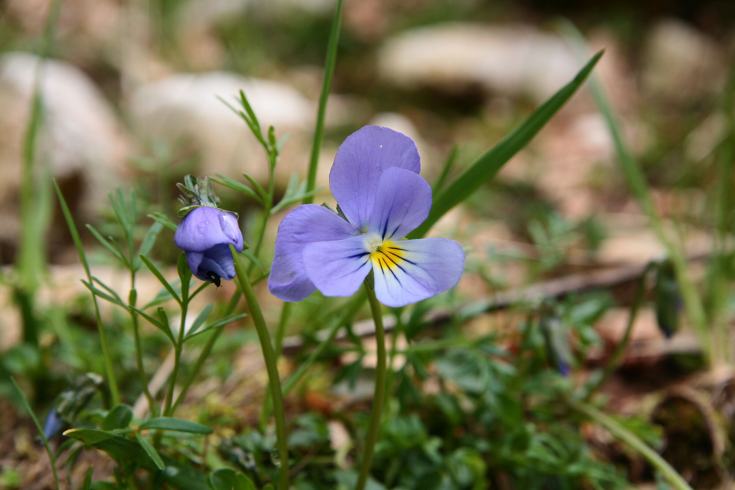 Viola eugeniae