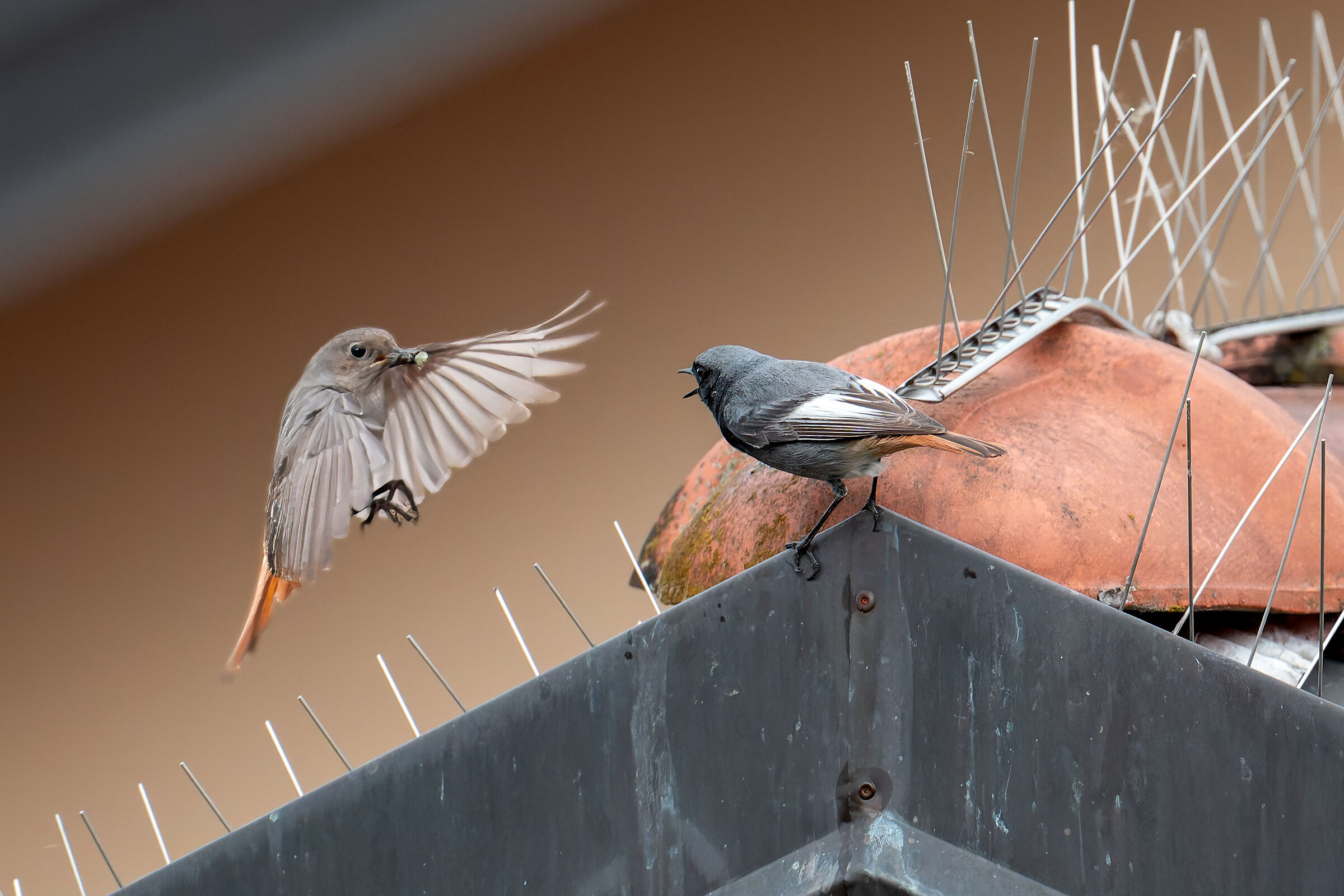 Pair of chimney sweep redstarts on the roof