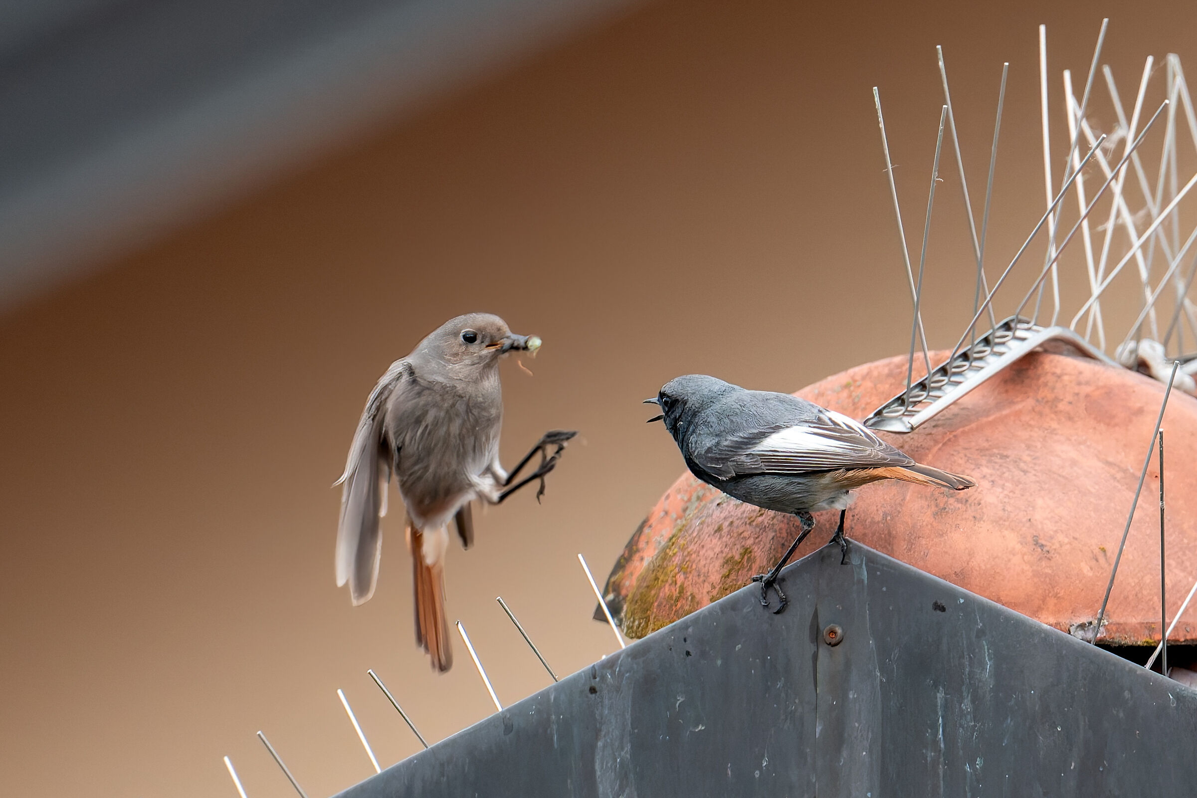 Chimney Sweep Redstart and Companion