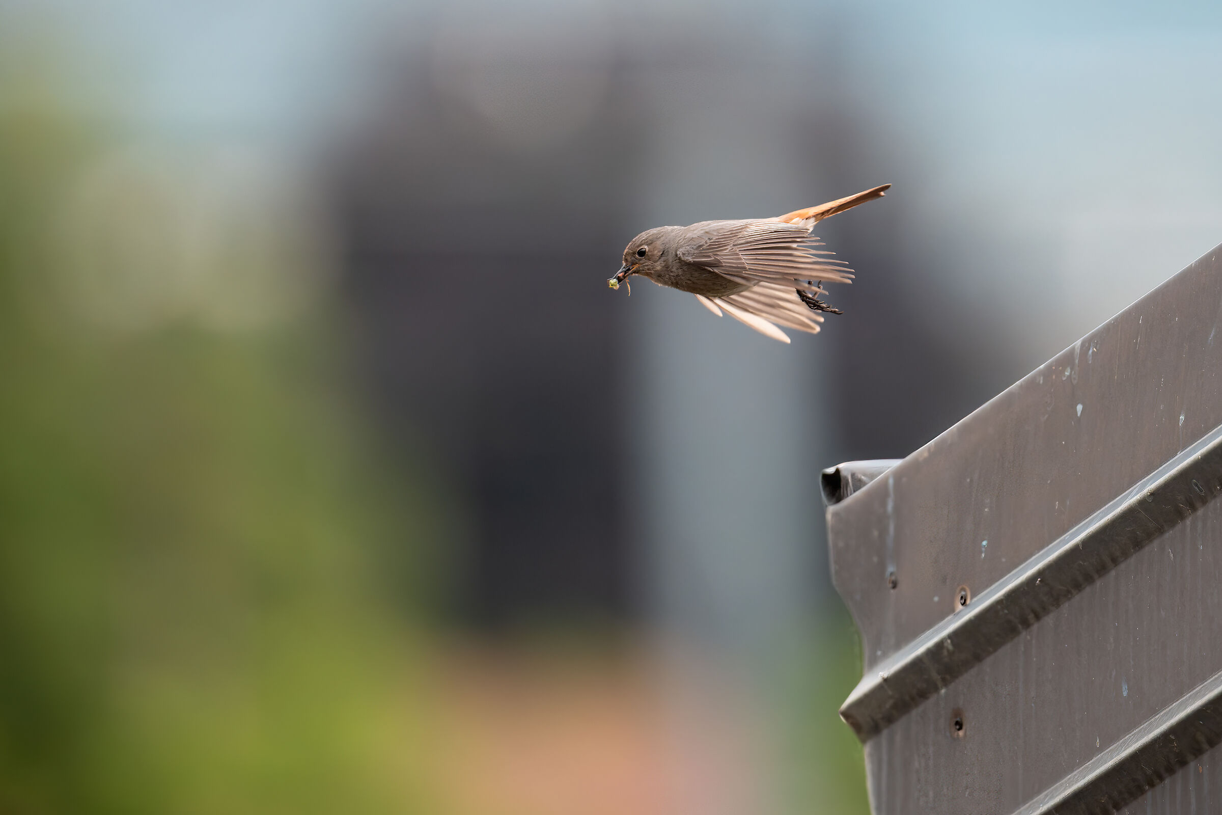 Female Chimney Sweep Redstart