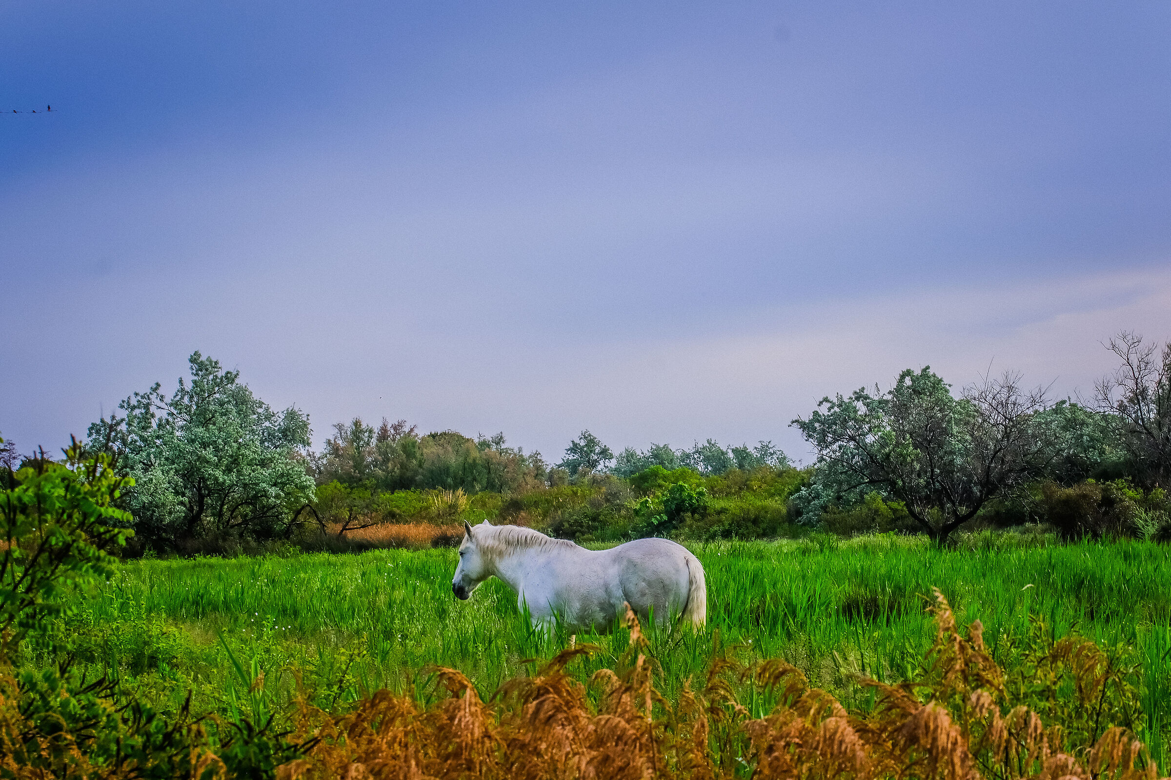 Colours of the Camargue