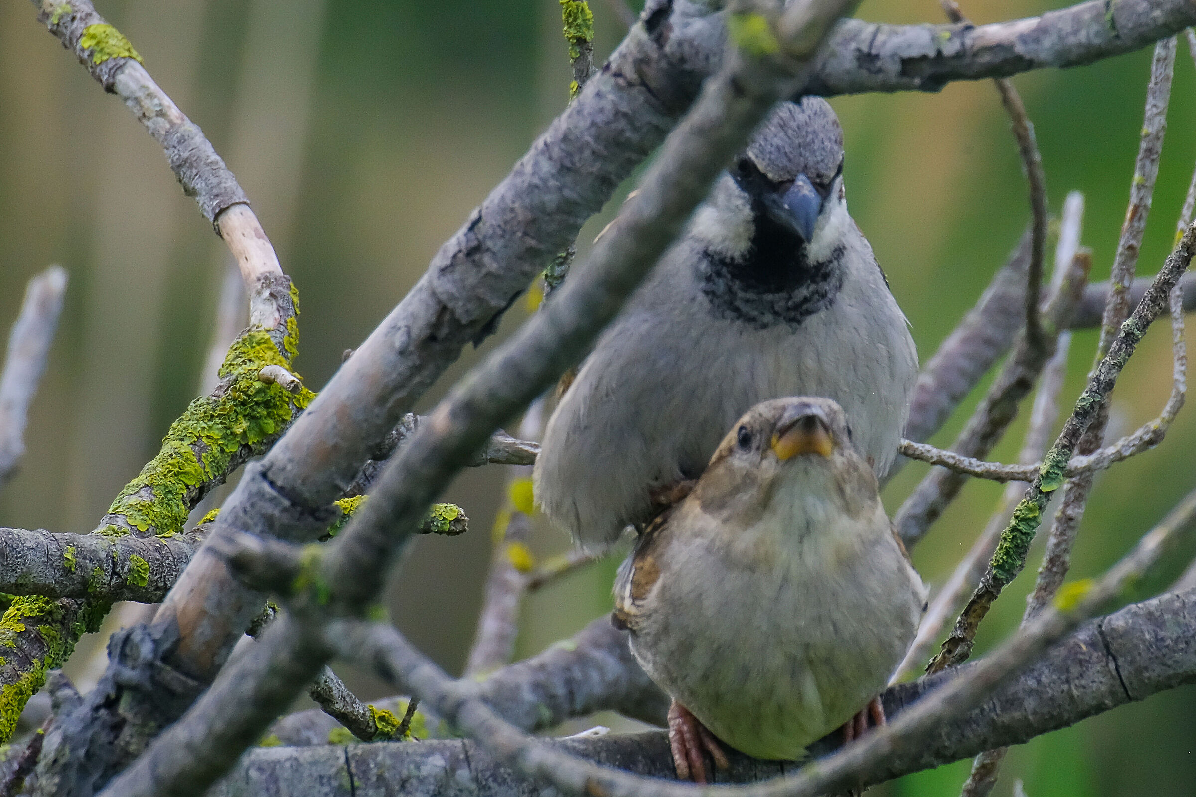 Sparrows in love