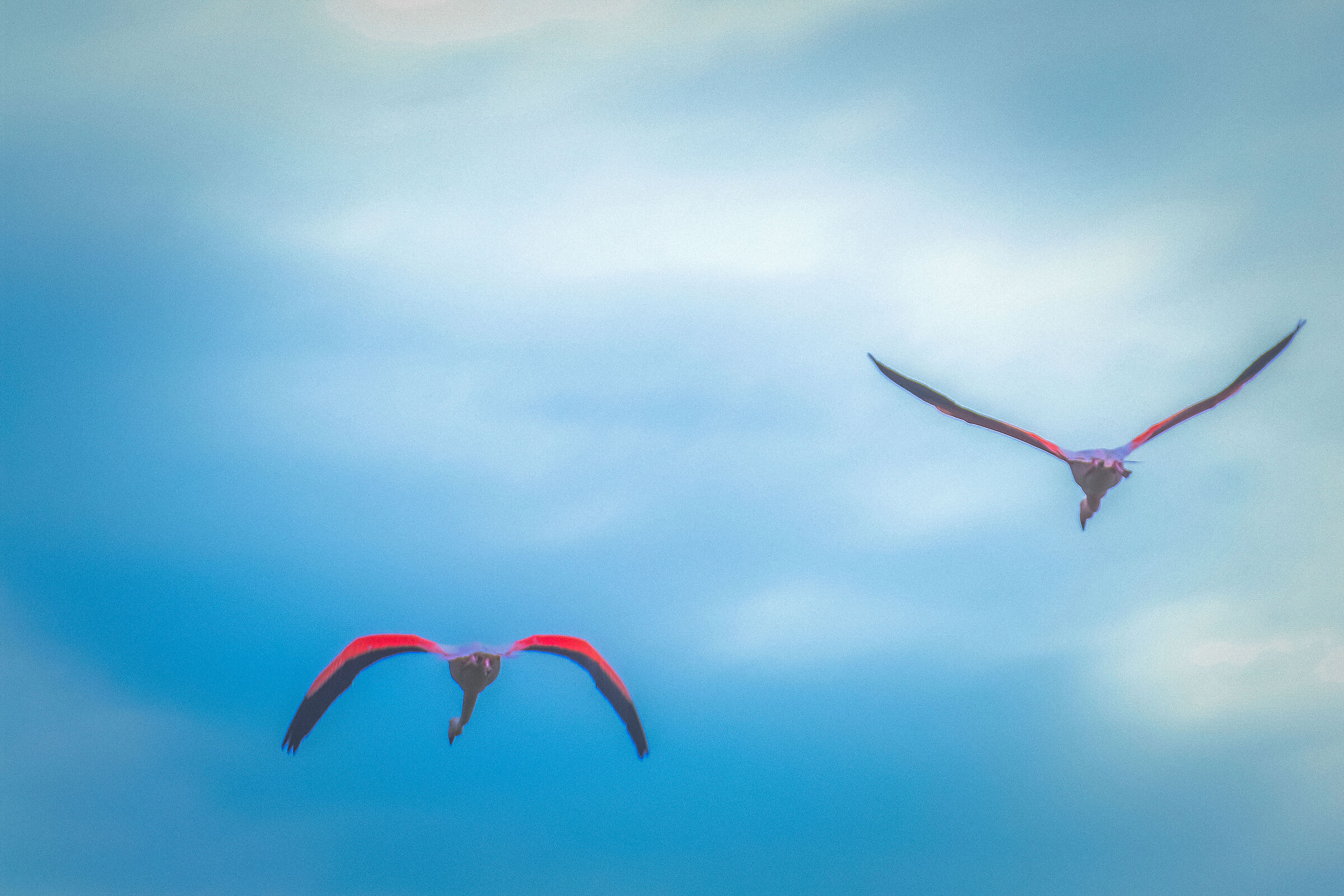 Flamingoes