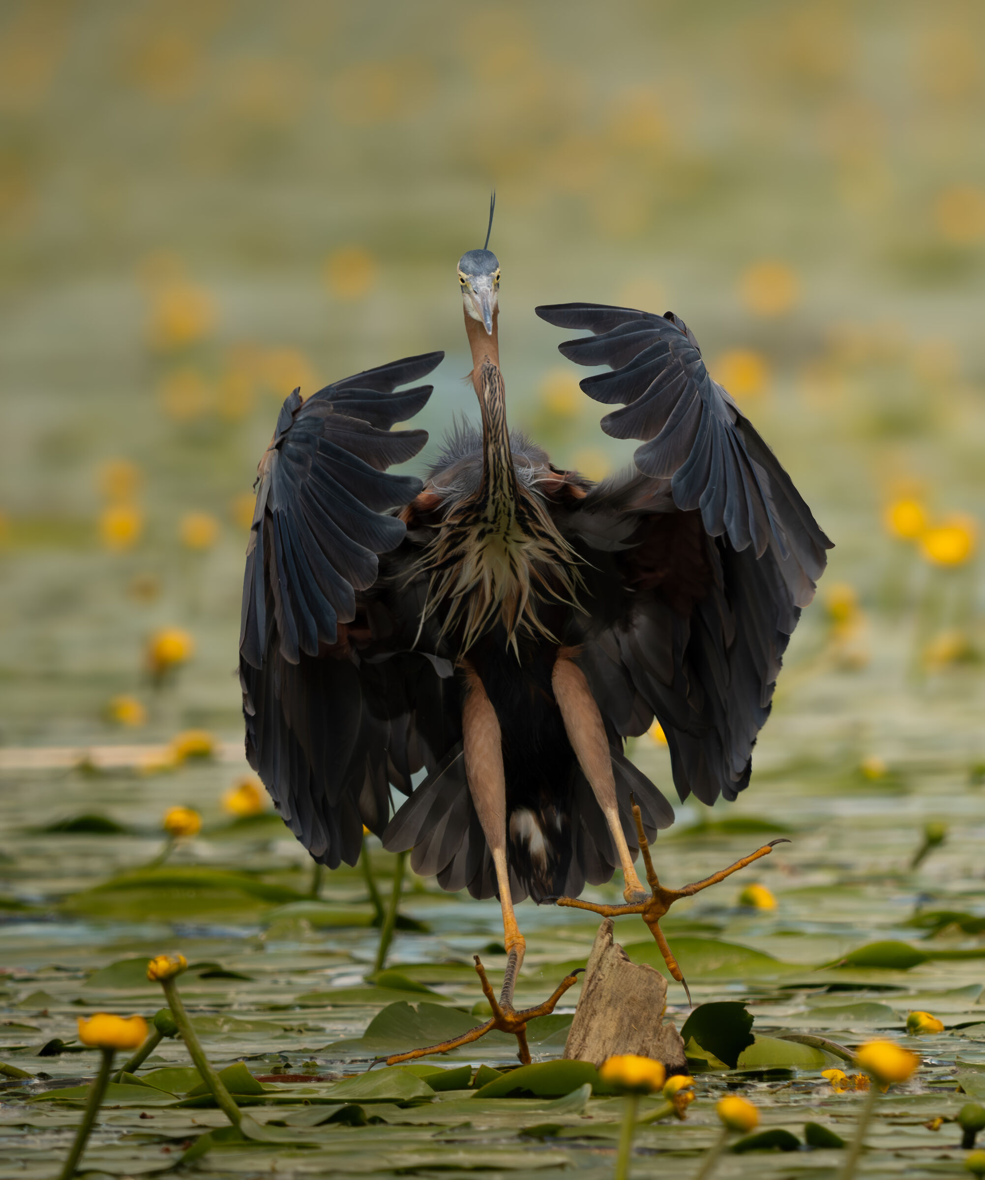 Purple Heron Landing