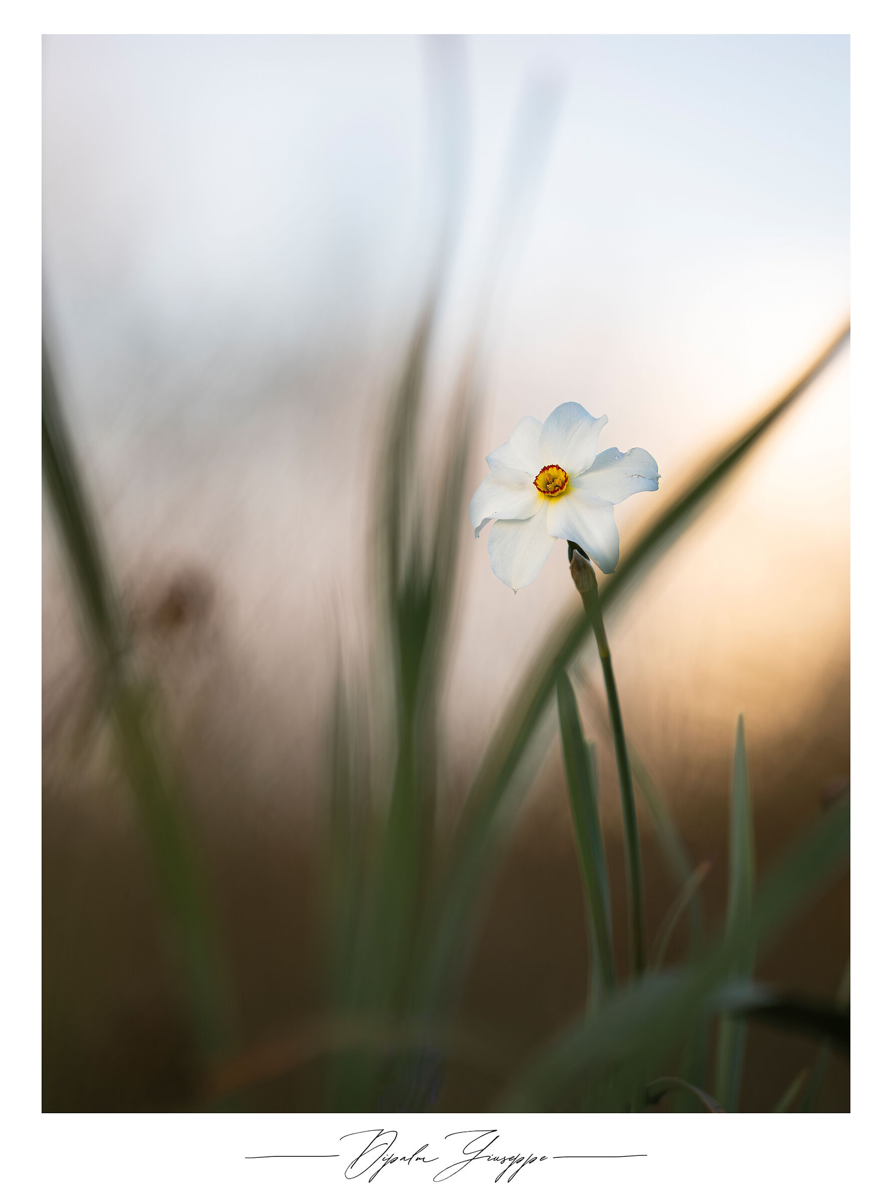 Narcissus poeticus
