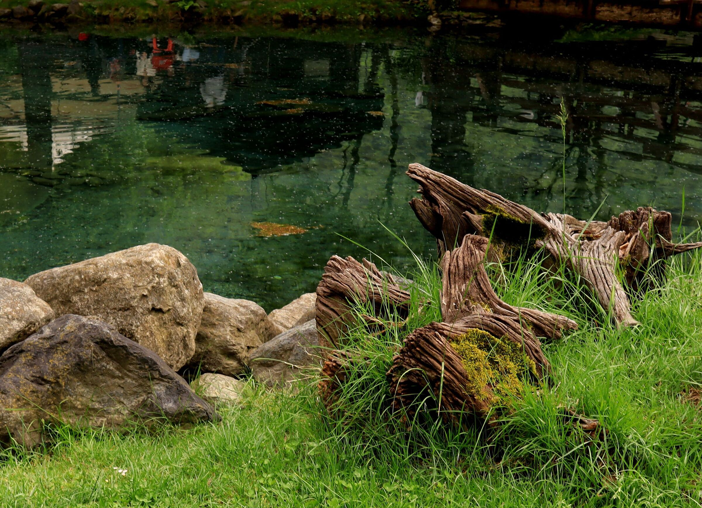 pond with reflection