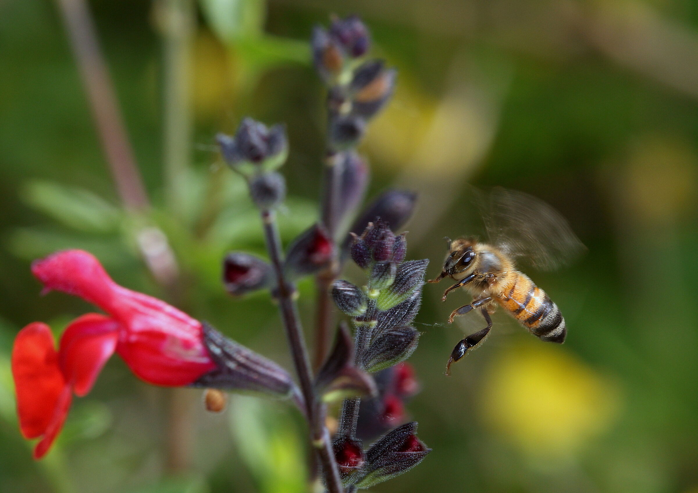 Ape su Salvia greggii